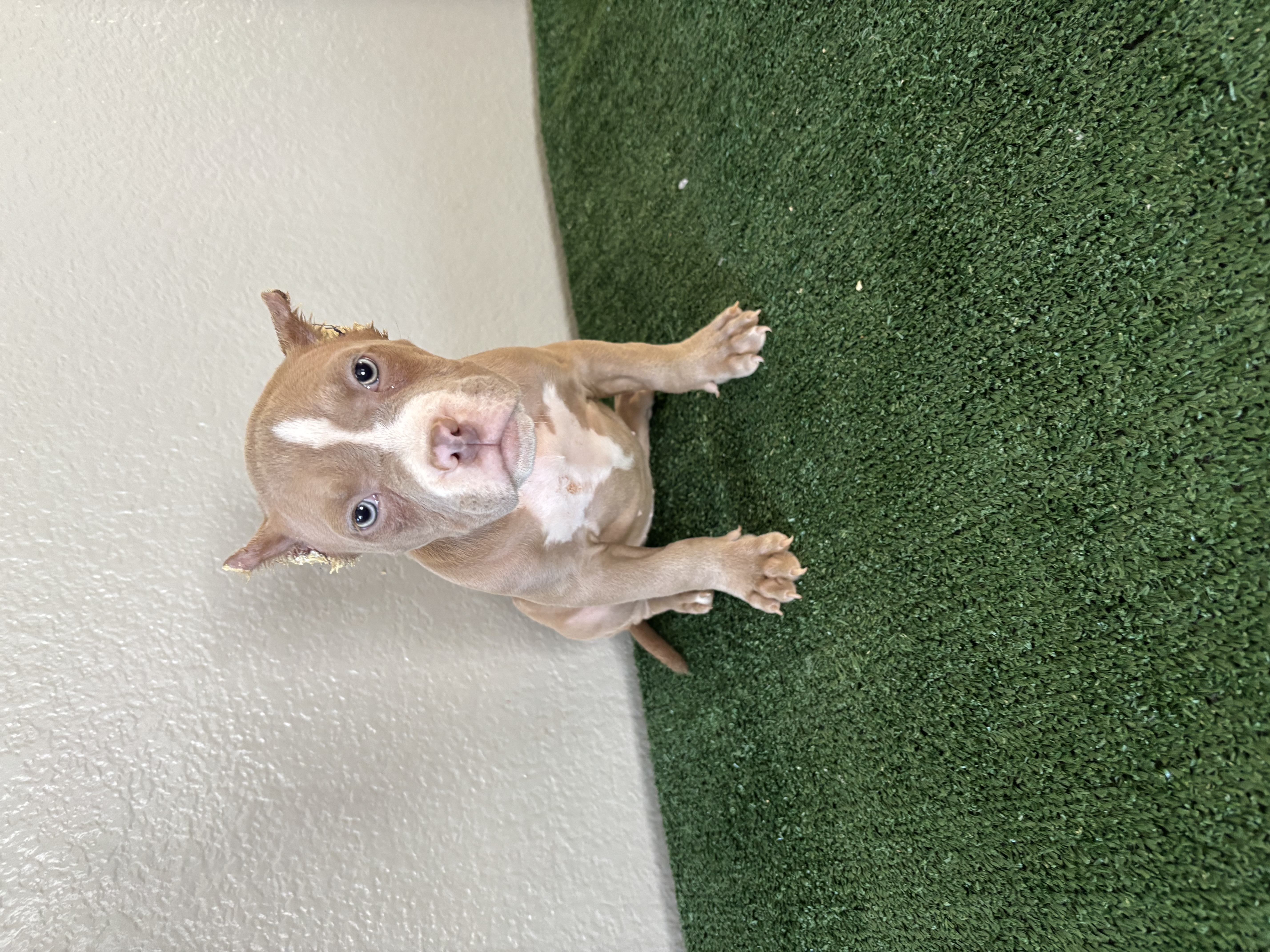 Female #2 – American Bully puppy for sale in Las Vegas, NV