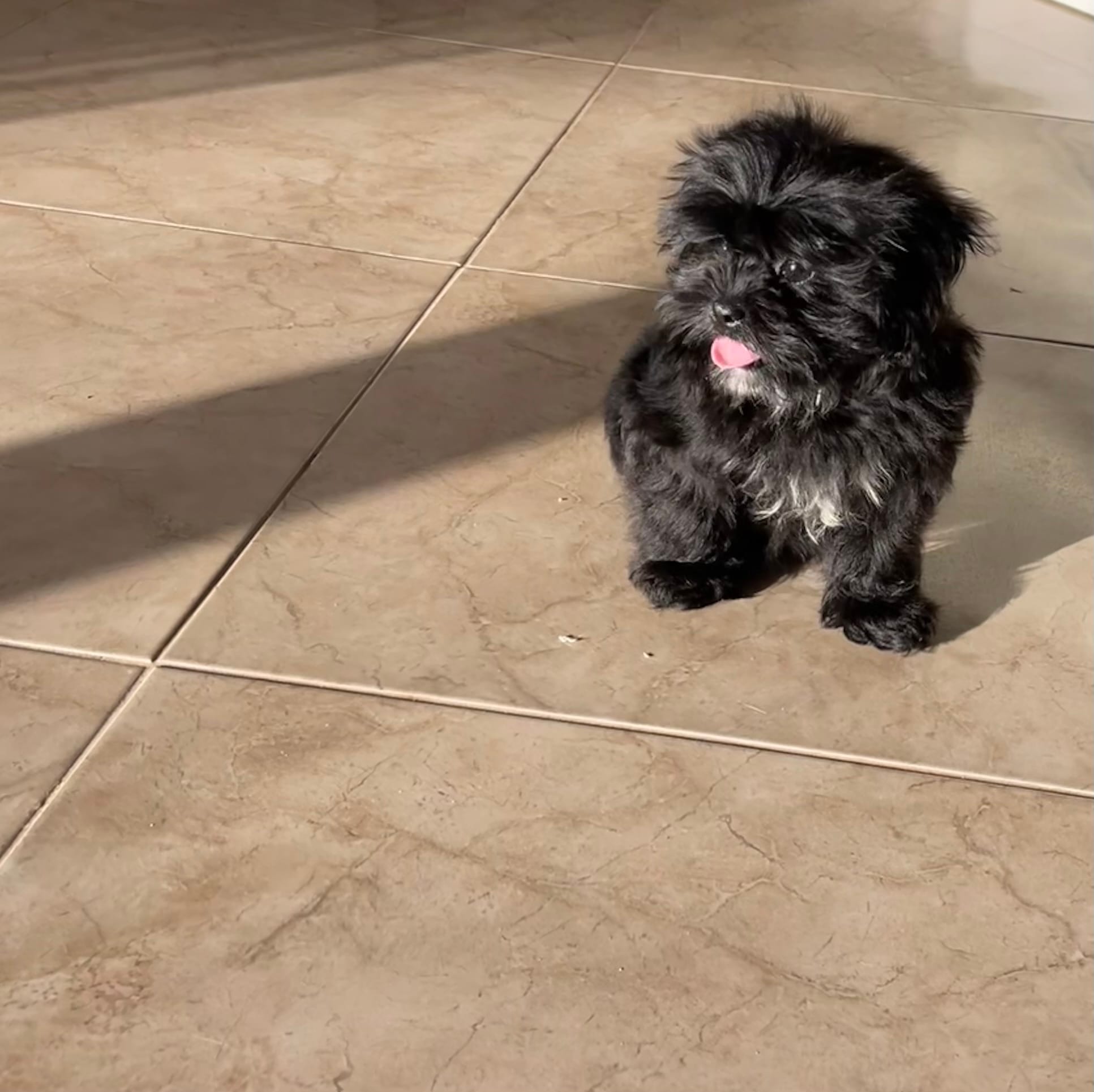 Orange Collar – Shihpoo puppy for sale in Bay City, TX