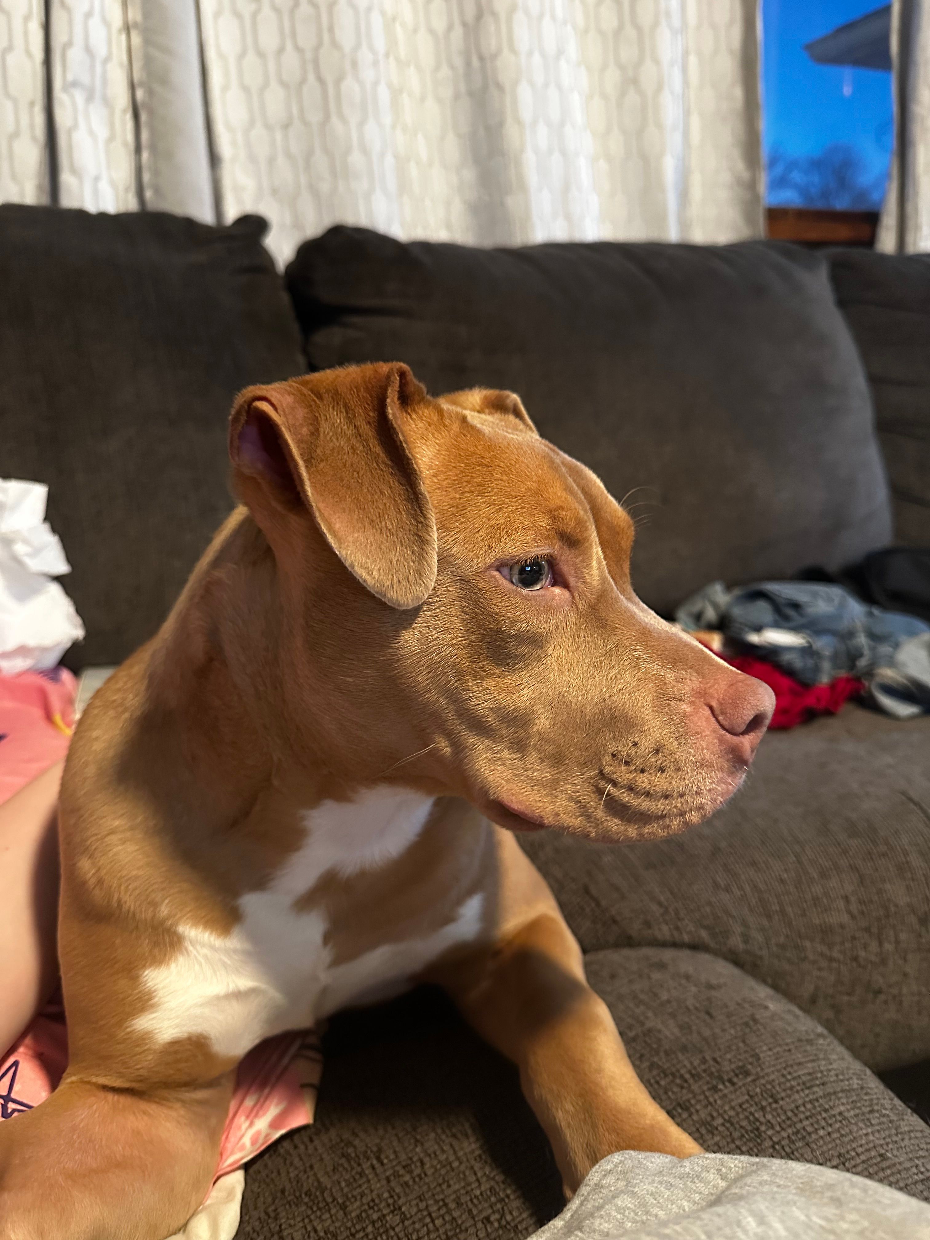 Honey-Bee – American Bully puppy for sale in Mc Clure, OH