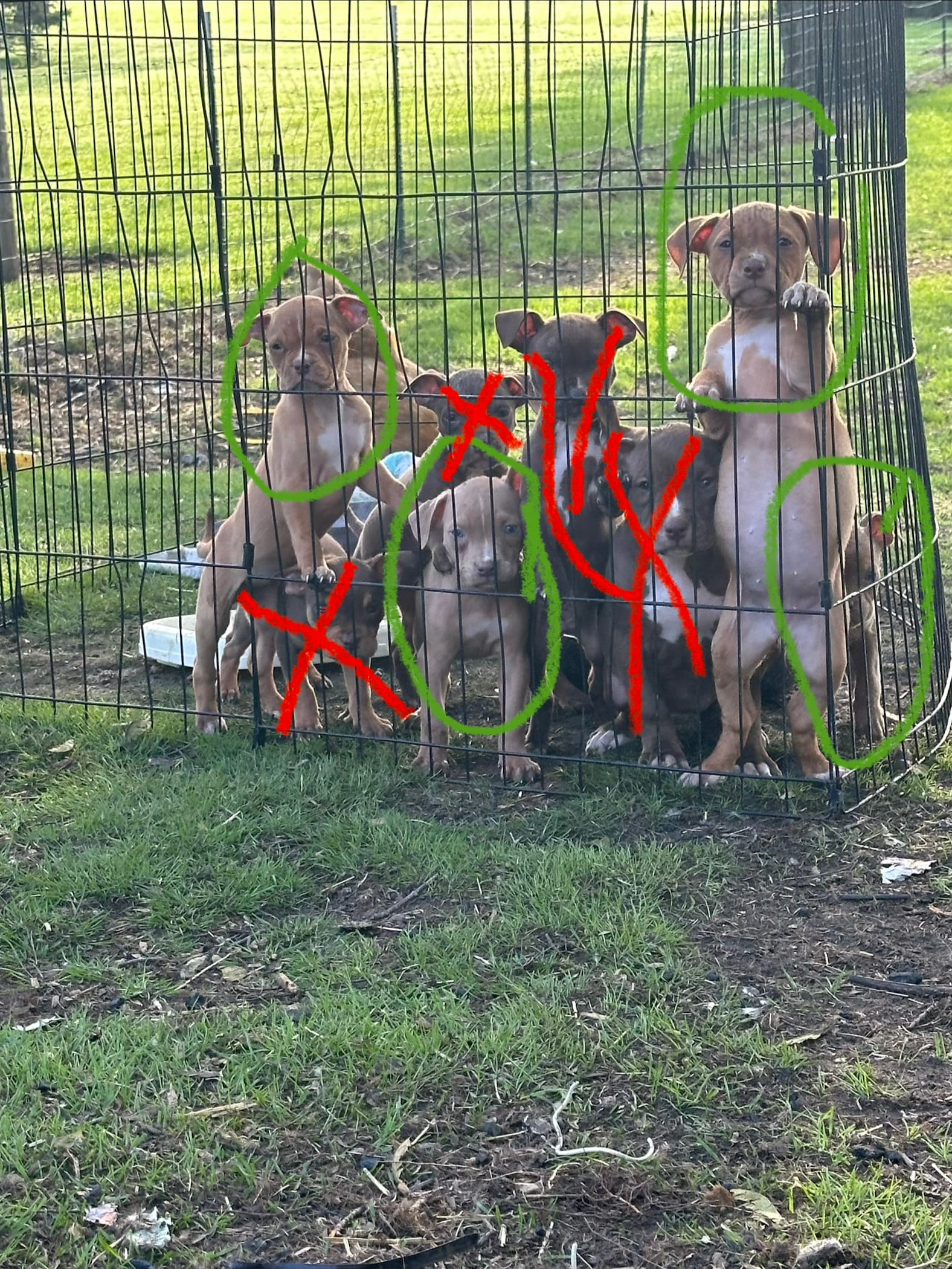 Red female with white stripe face – American Bully puppy for sale in Mc Clure, OH
