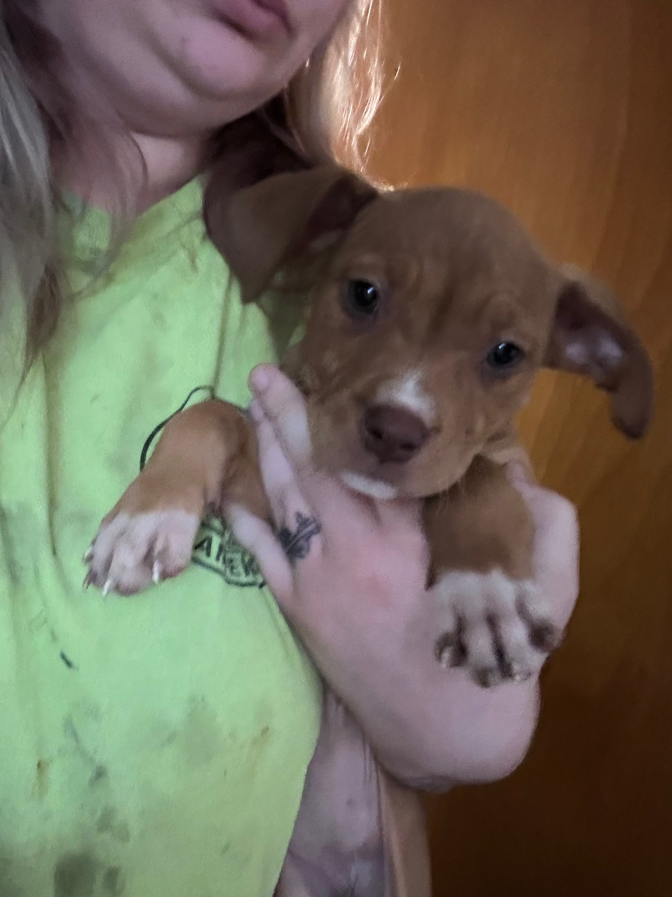 Red girl with white nose and toes TALL girl  – American Bully puppy for sale in Mc Clure, OH