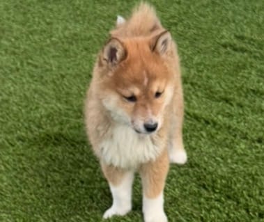 Fox – Shiba Inu puppy for sale in Tucson, AZ