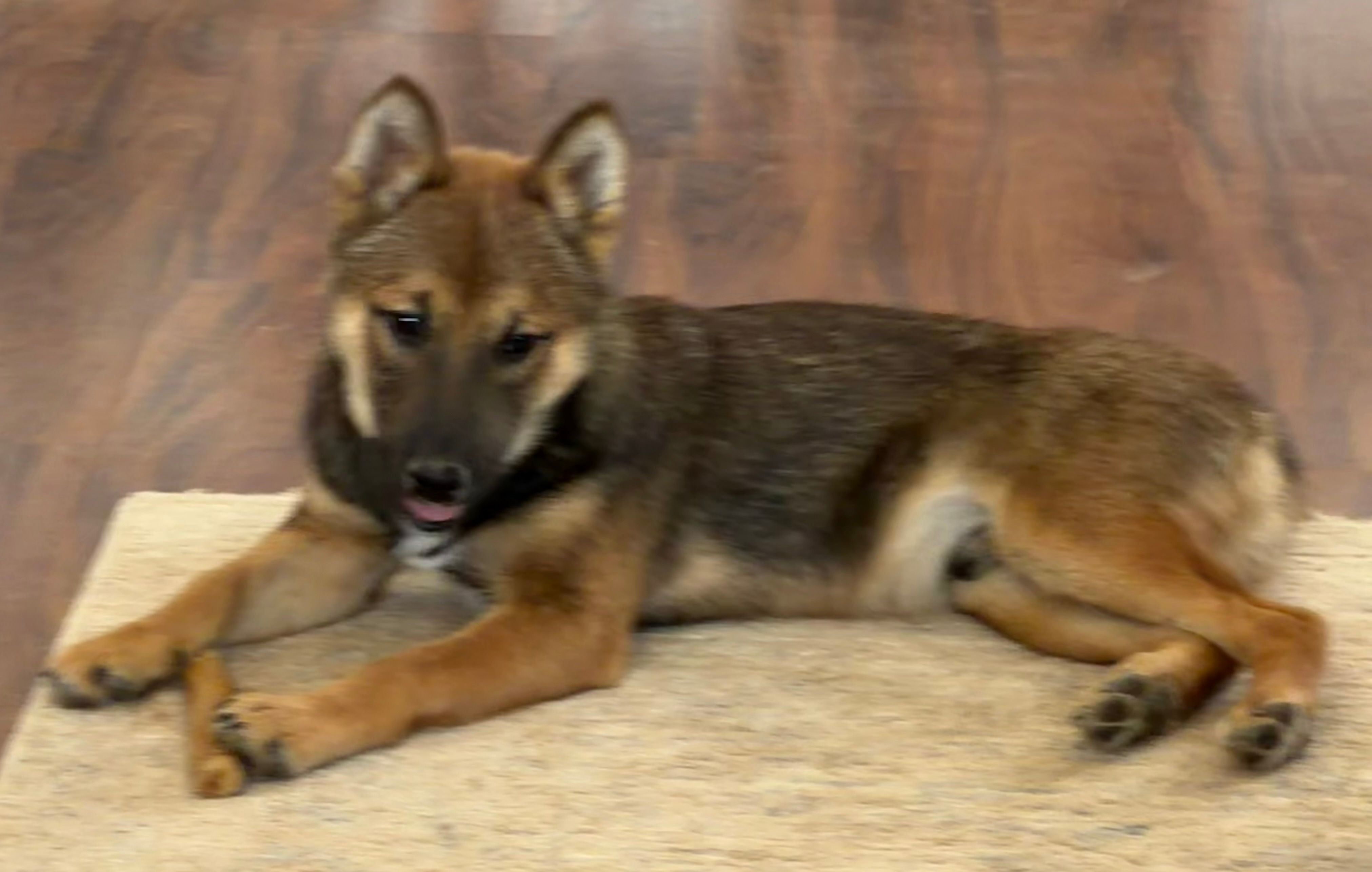 Finn – Shiba Inu puppy for sale in Tucson, AZ