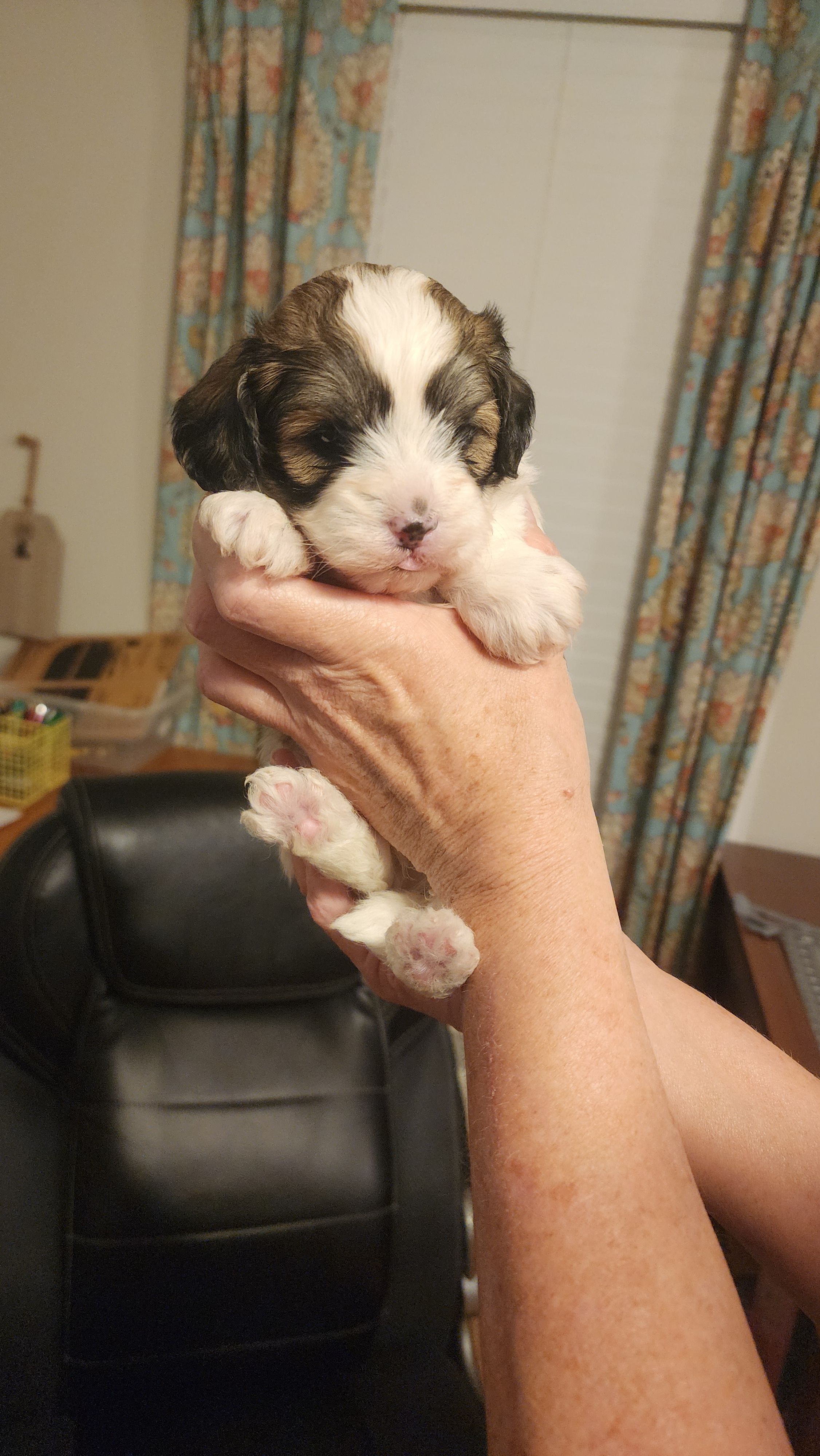 Boy #2 more pictures coming soon  – Shihpoo puppy for sale in Griffin, GA