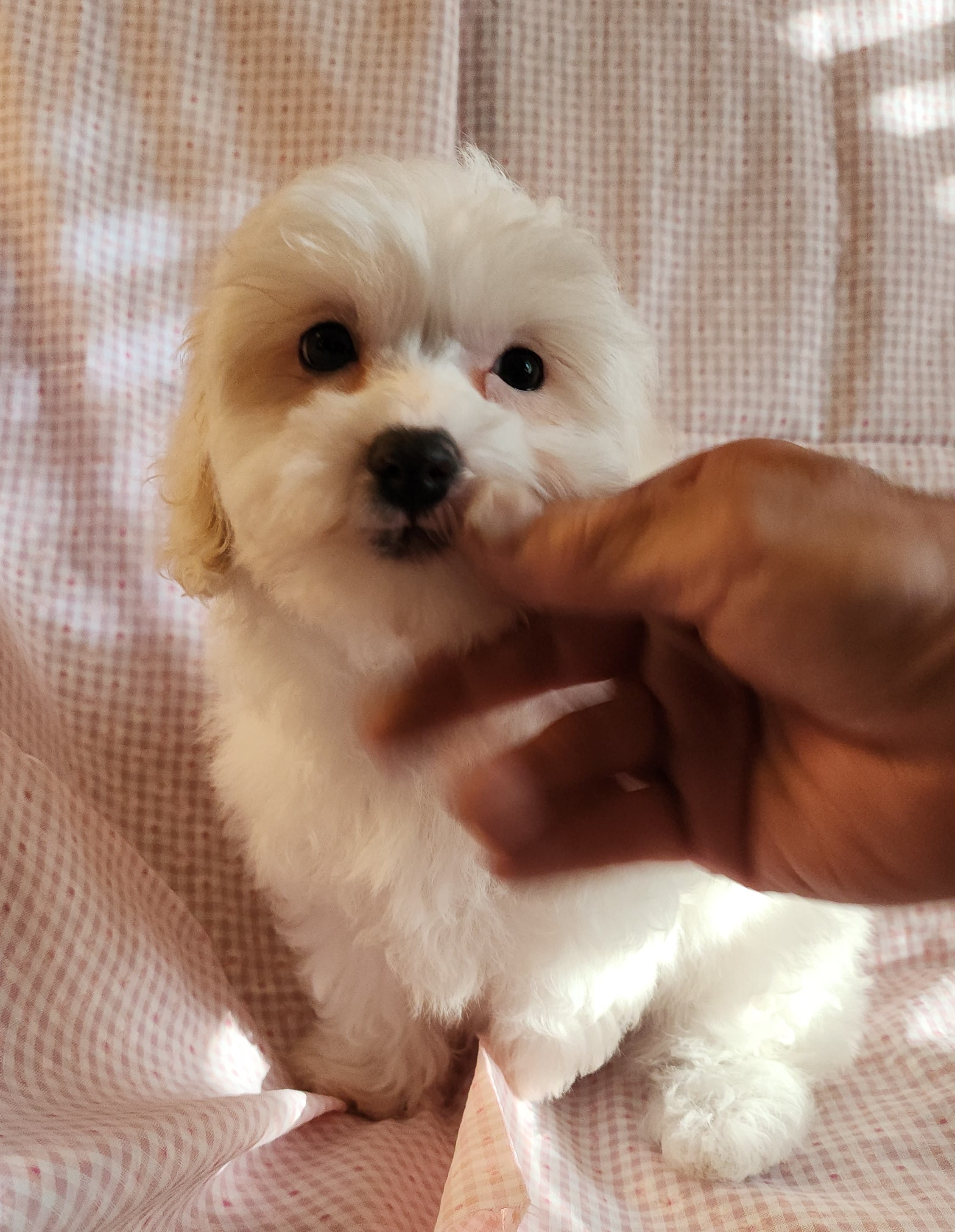 Pearl – Shih Tzu, Poodle - Toy  puppy for sale in Griffin, GA