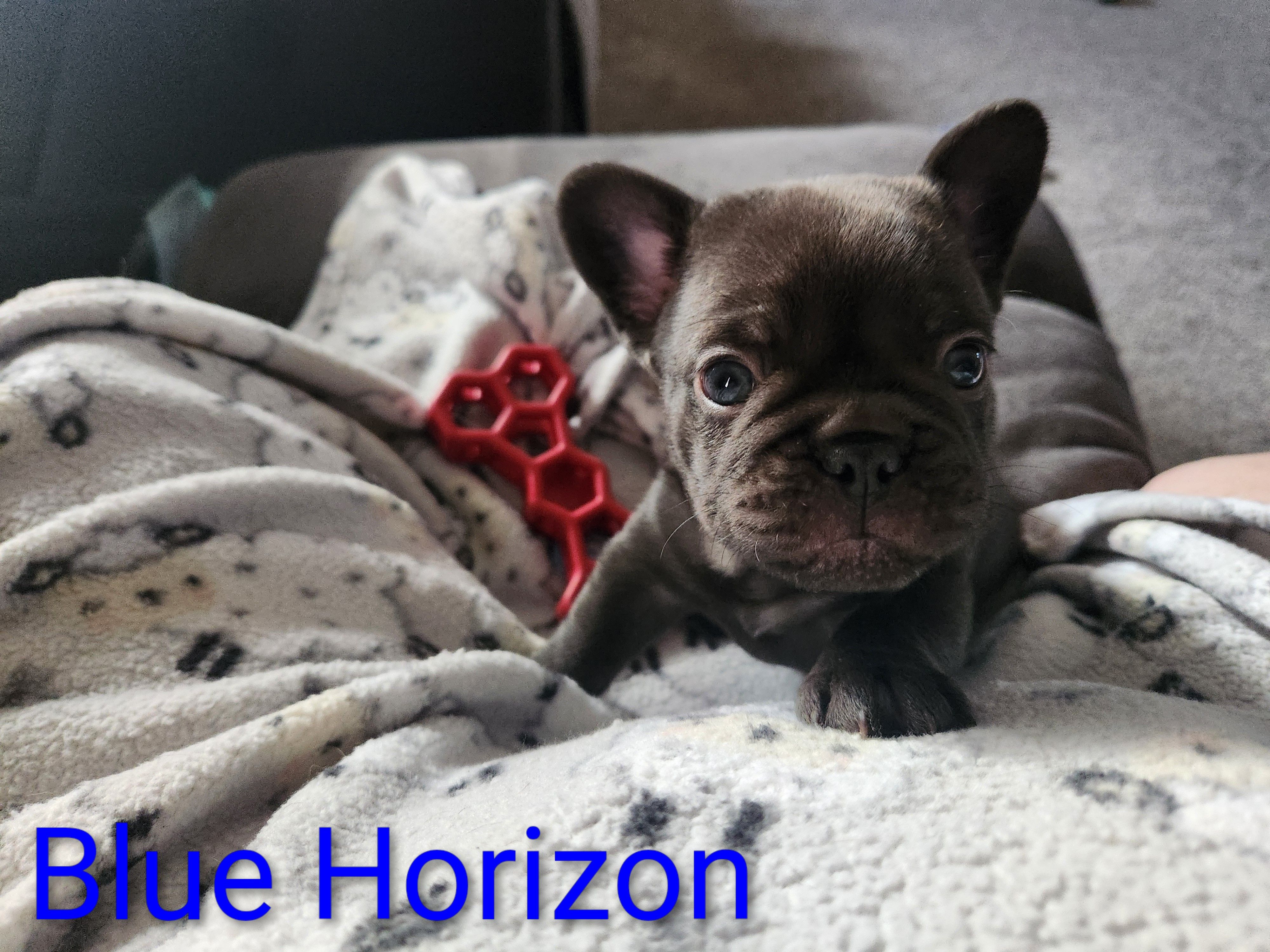 Magnum – French Bulldog puppy for sale in Kearney, NE