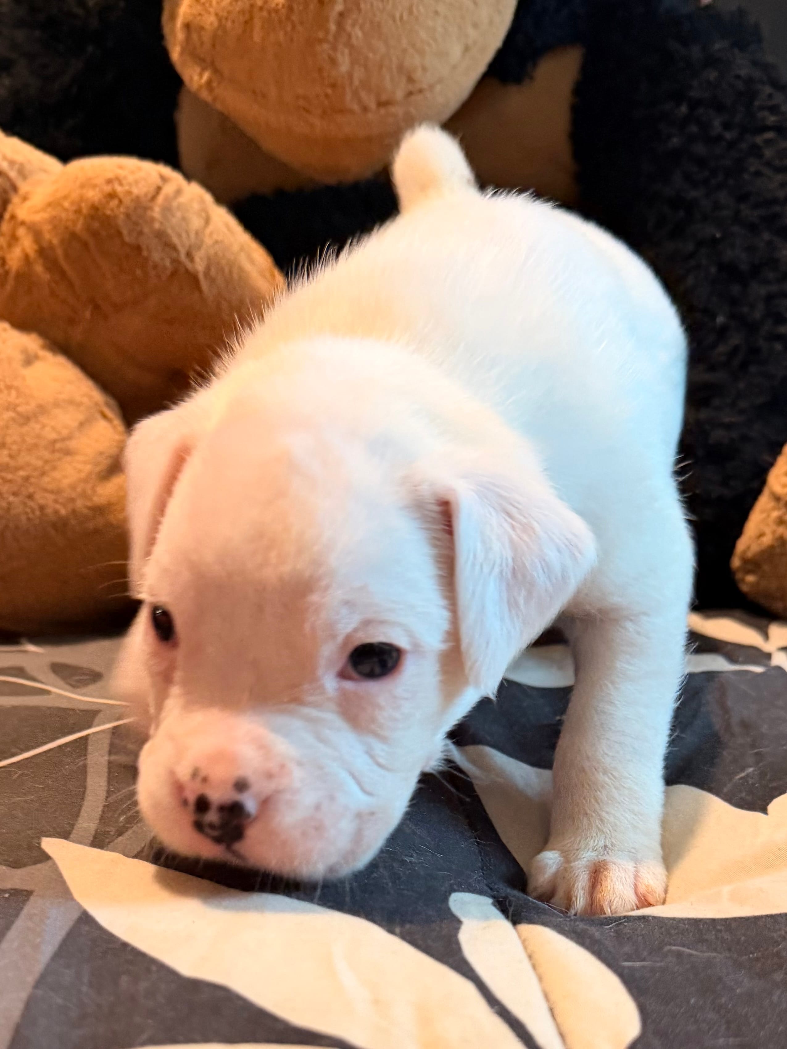 Female purple  – Boxer puppy for sale in West Alexander, PA