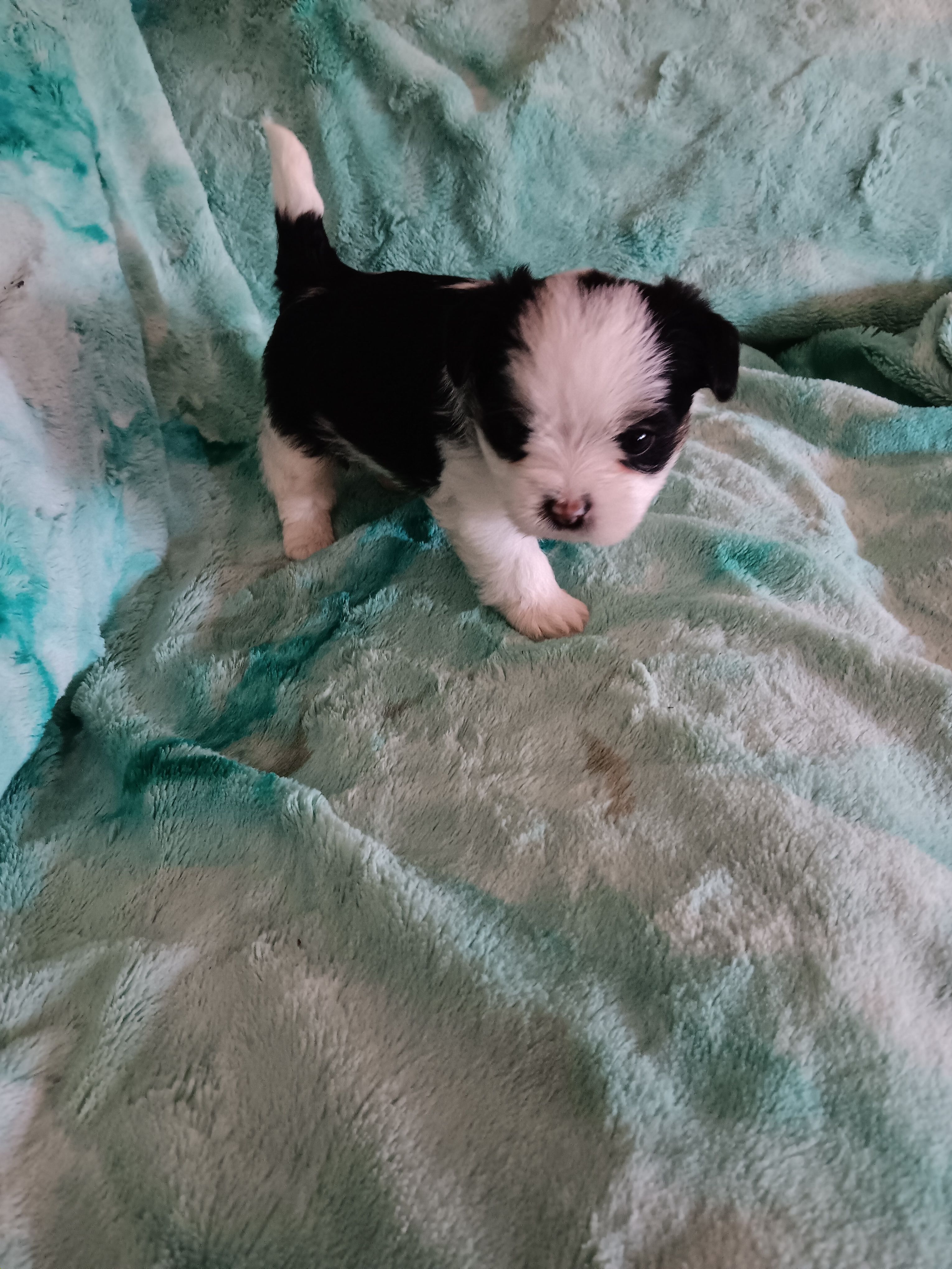 Coda – Shorkie puppy for sale in Seneca, IL