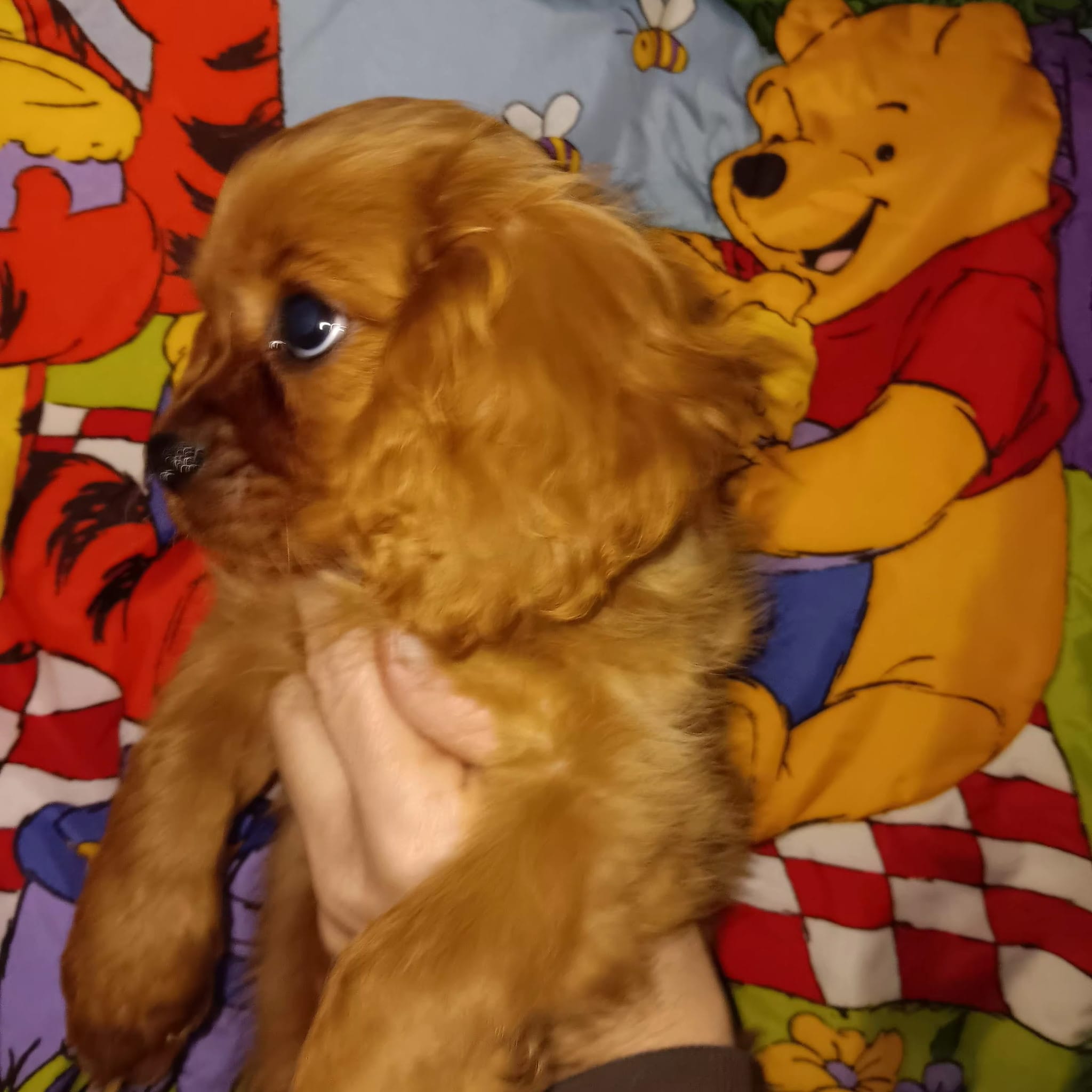 Rose bud, a female Cavalier King Charles Spaniel for sale in Seneca, IL – Photo 5 of 5