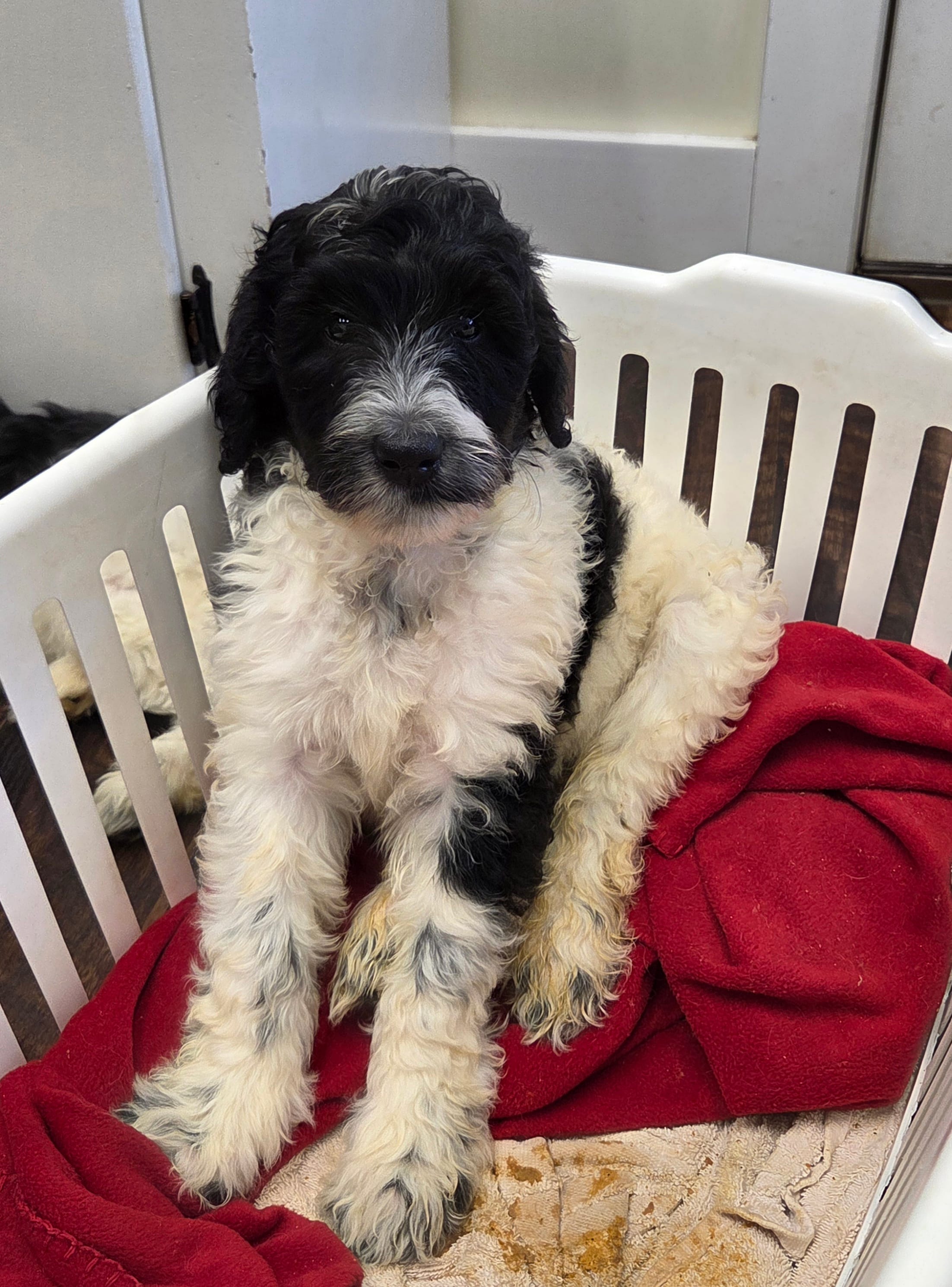 Harley – Labradoodle puppy for sale in Monroe, VA