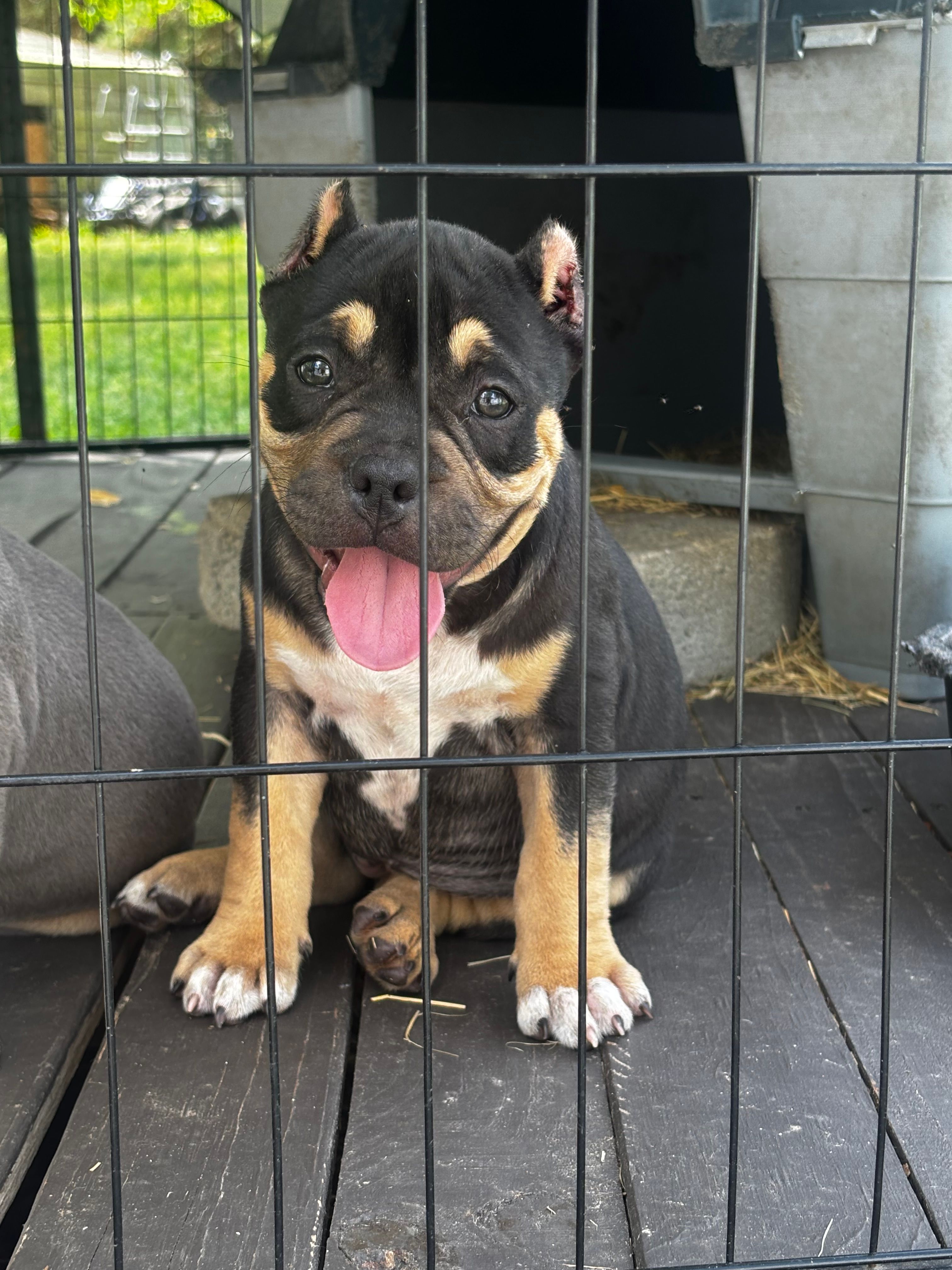 Sweet Girl – American Bully puppy for sale in Lumberton, NC