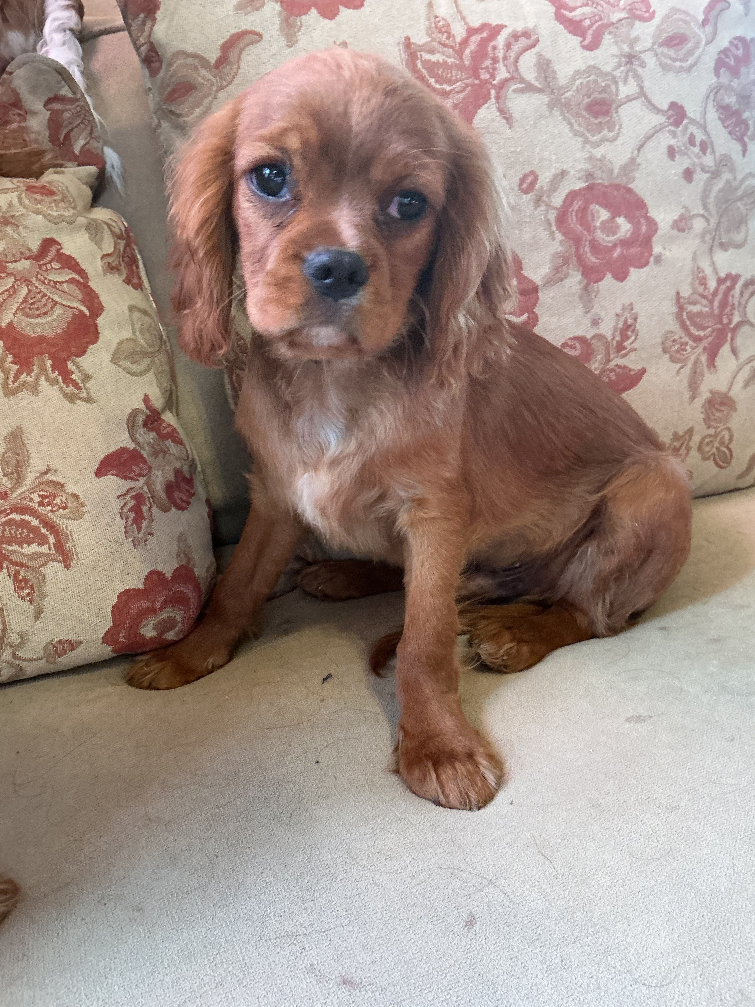 Romeo – Cavalier King Charles Spaniel puppy for sale in Cañon City, CO