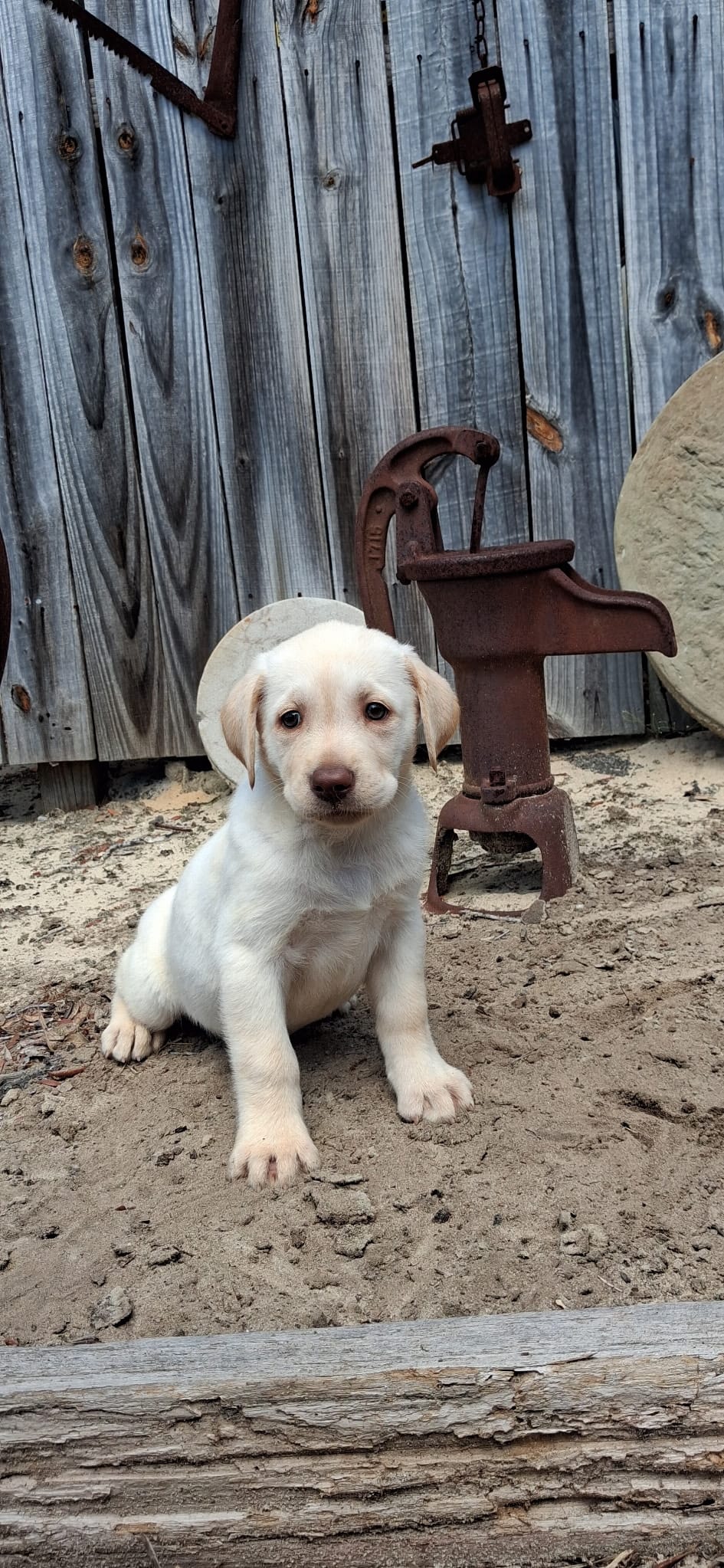 Summer – Labrador Retriever puppy for sale in Reidsville, GA