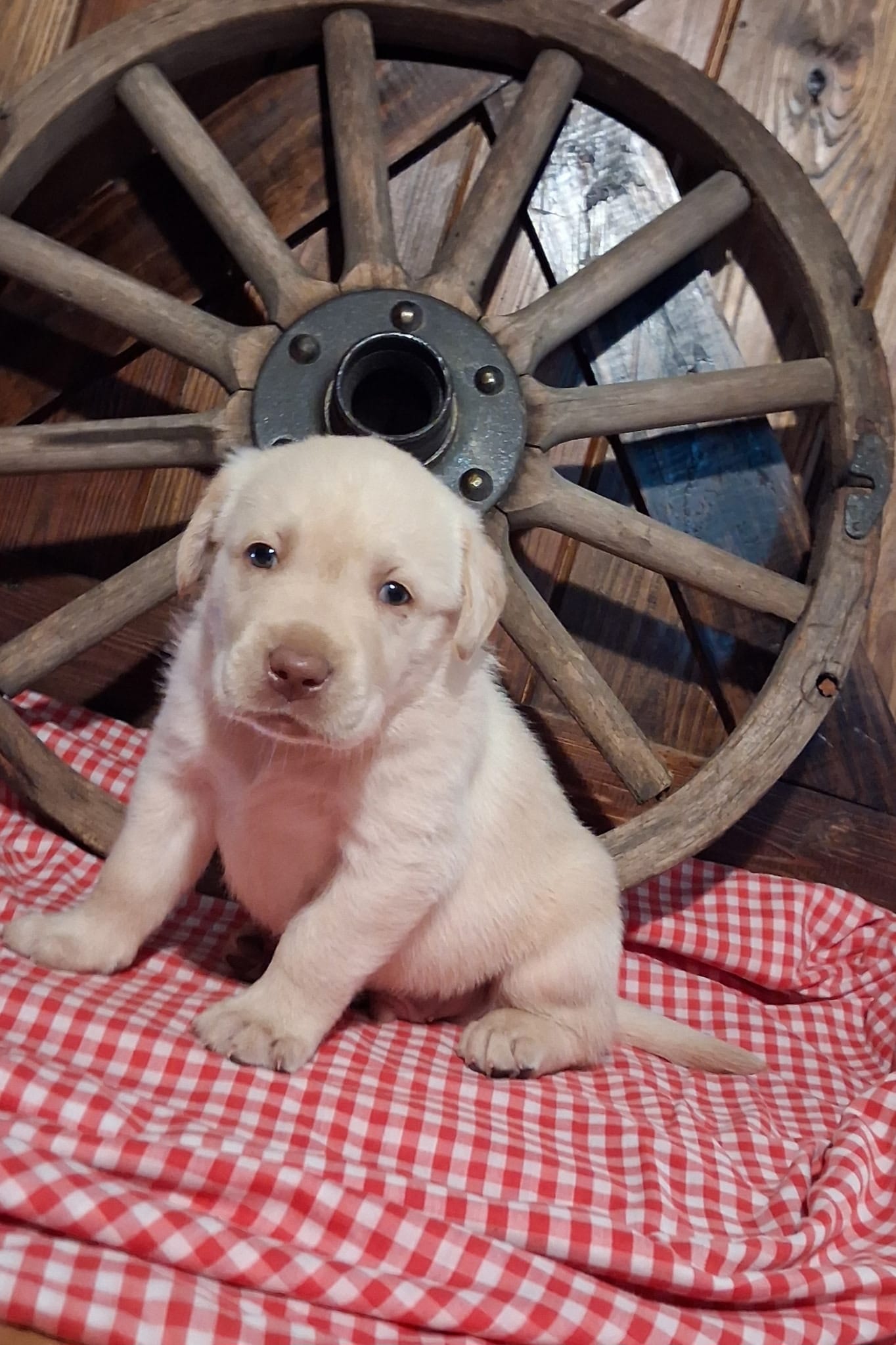 Gus – Labrador Retriever puppy for sale in Reidsville, GA