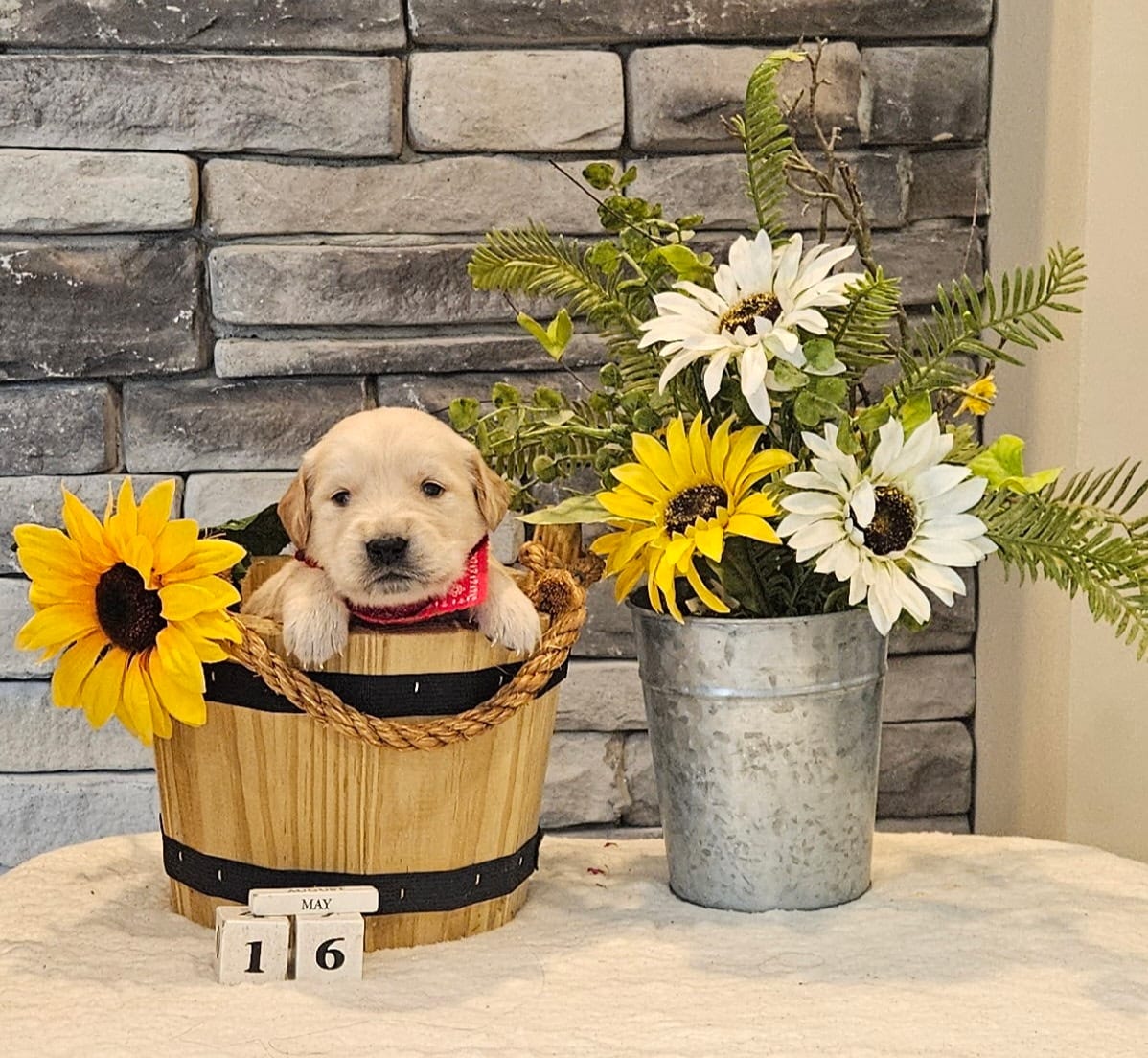 Red collar  – Golden Retriever puppy for sale in Friendsville, TN