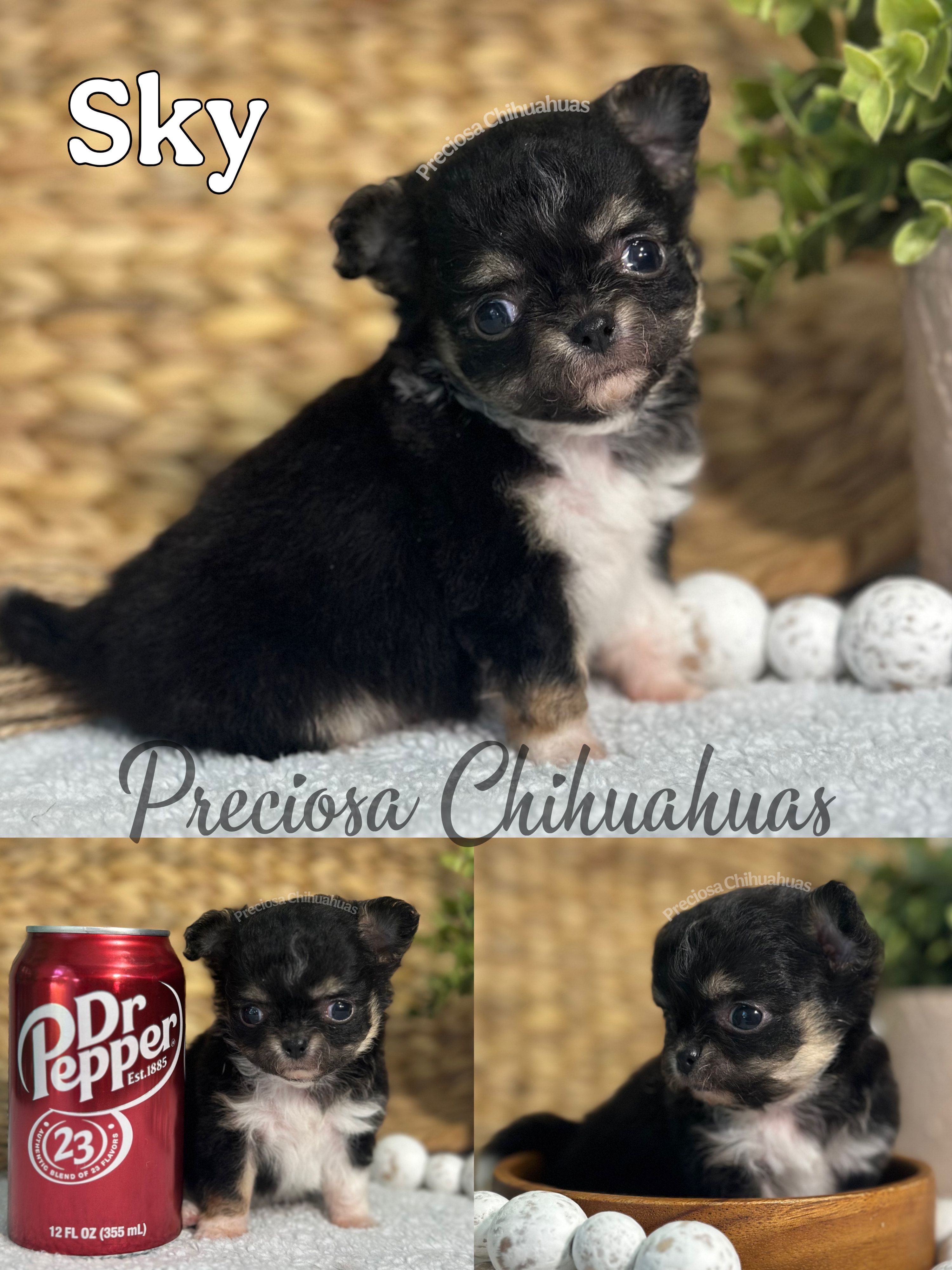 Sky – Chihuahua puppy for sale in Houston, TX