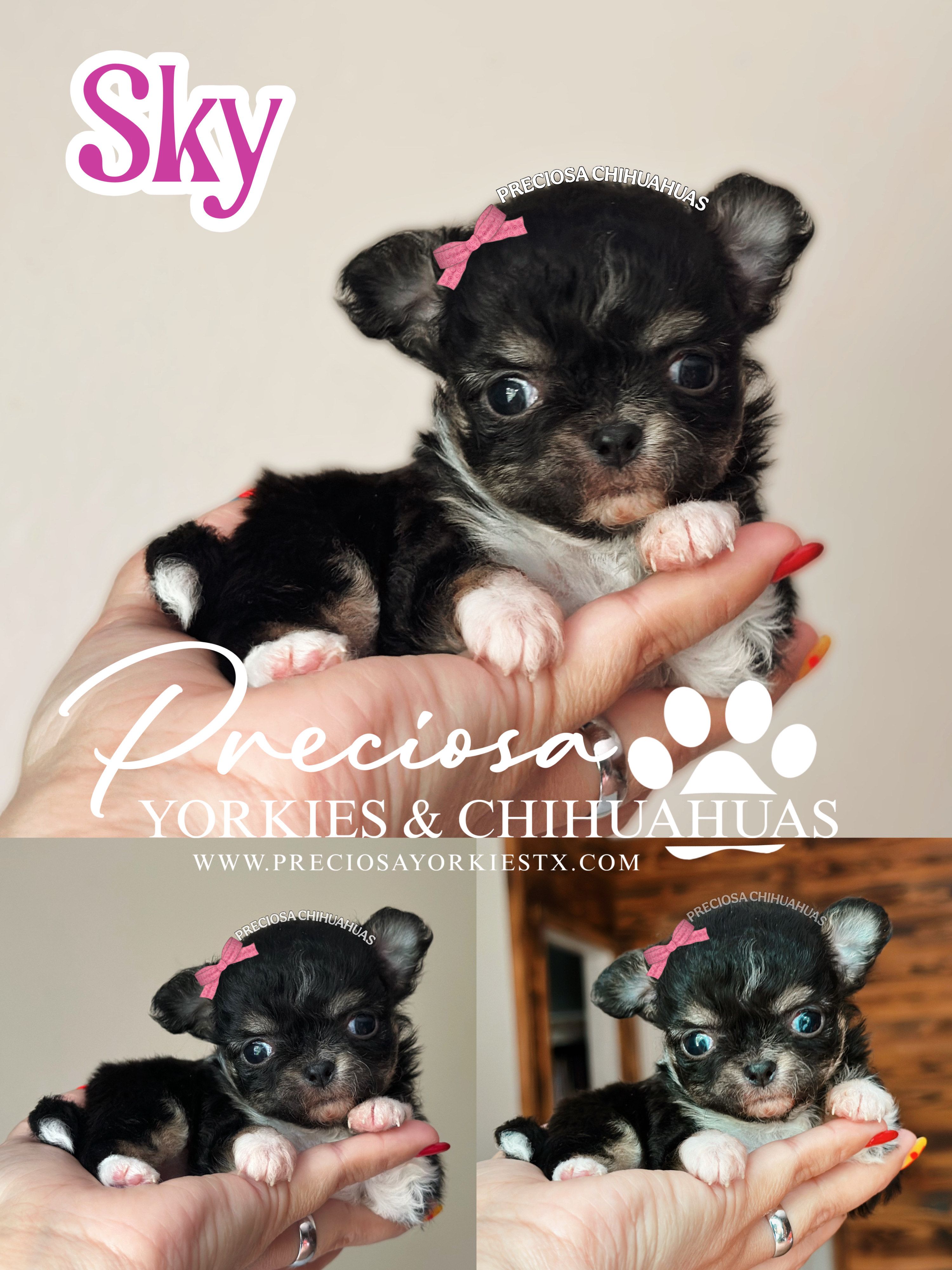 Sky – Chihuahua puppy for sale in Houston, TX