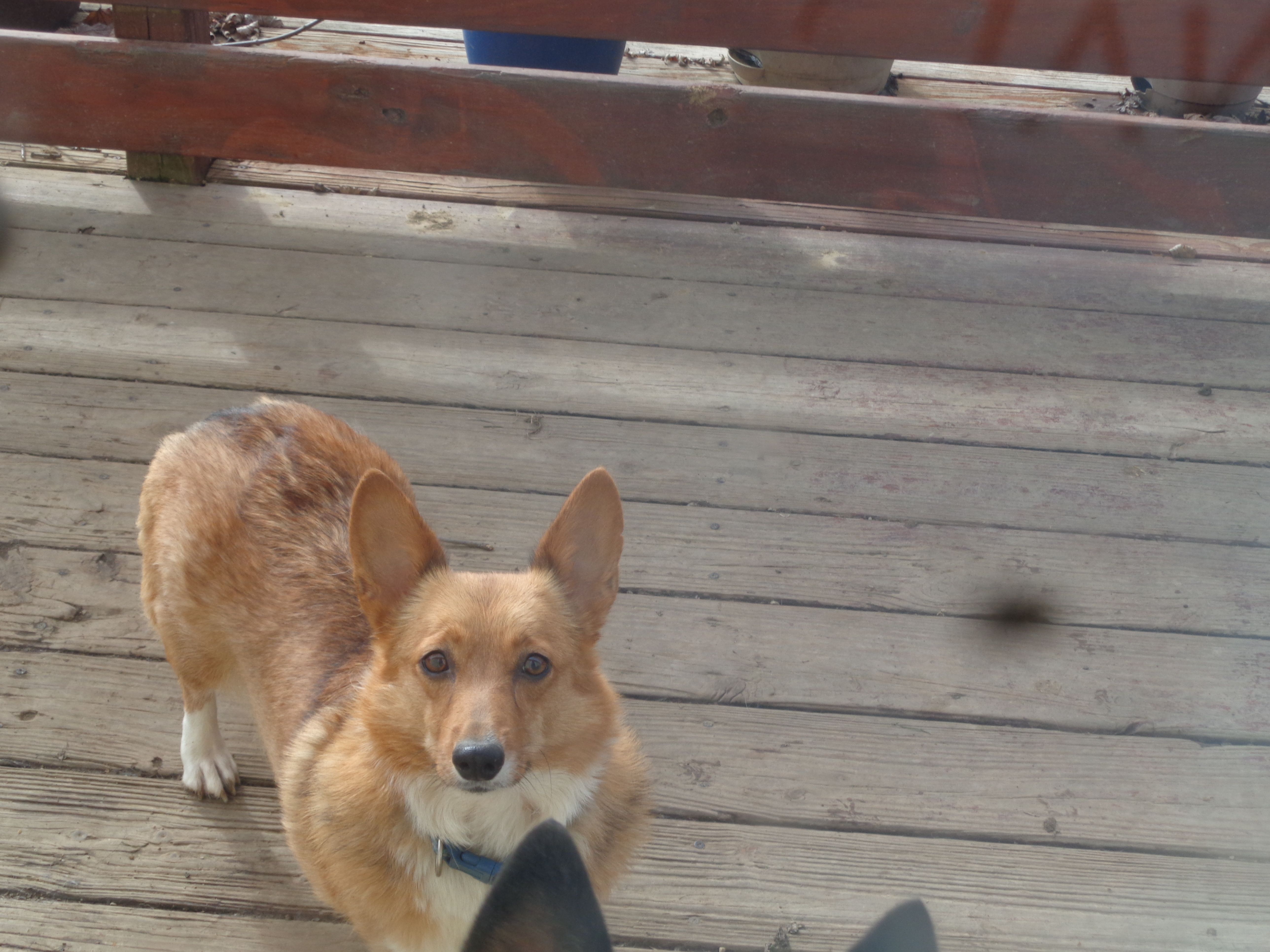 Lola1ohio – Pembroke Welsh Corgi puppy for sale in Cardington, OH