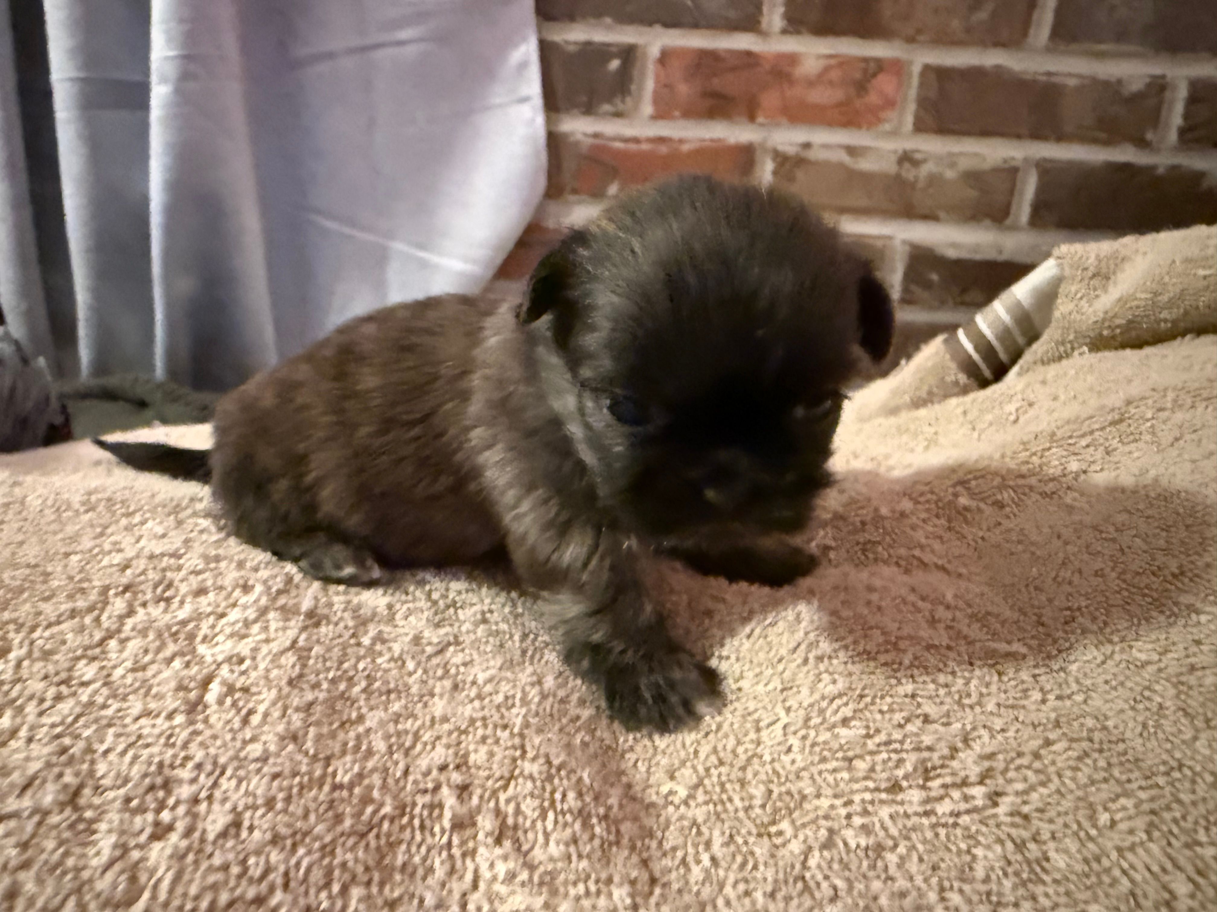Tatum  – Shih Tzu puppy for sale in Boaz, AL