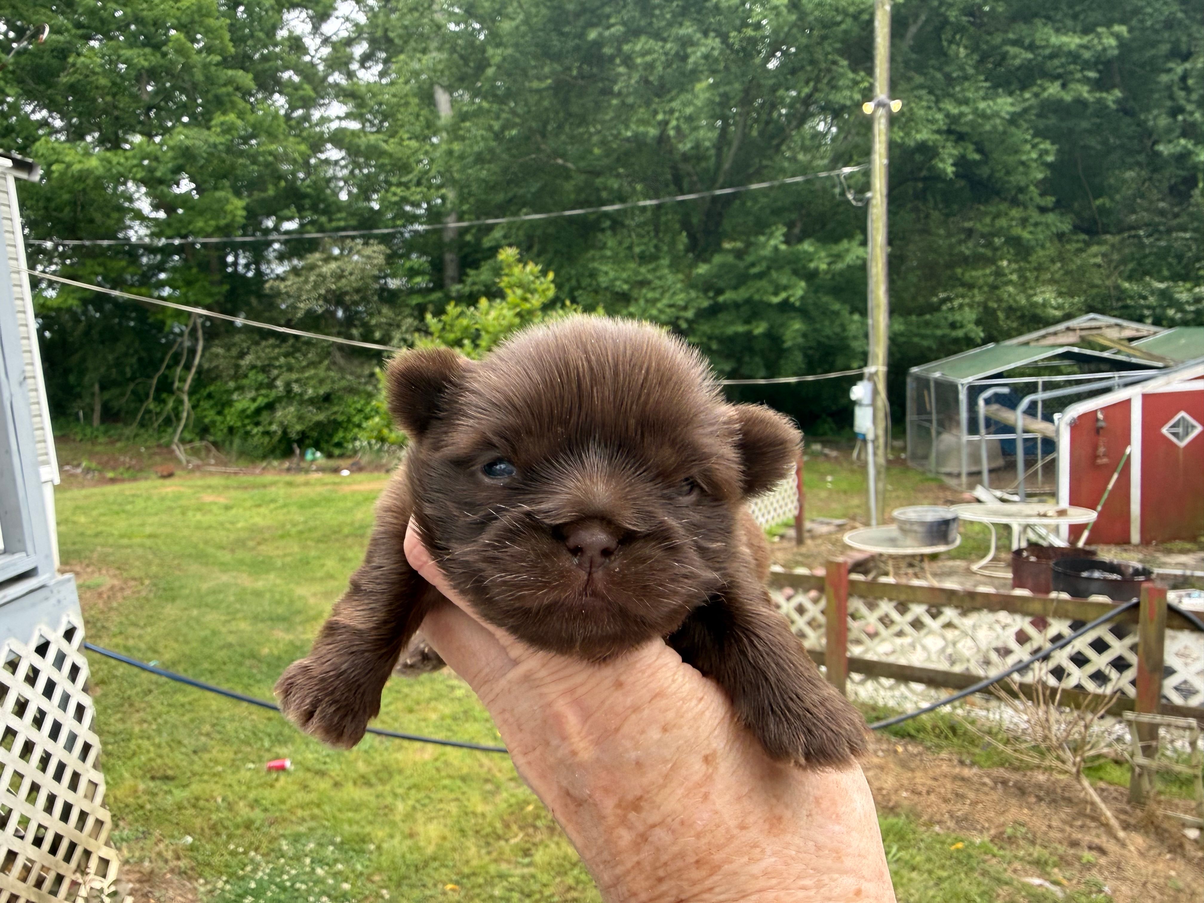 Jovi  – Shih Tzu puppy for sale in Boaz, AL