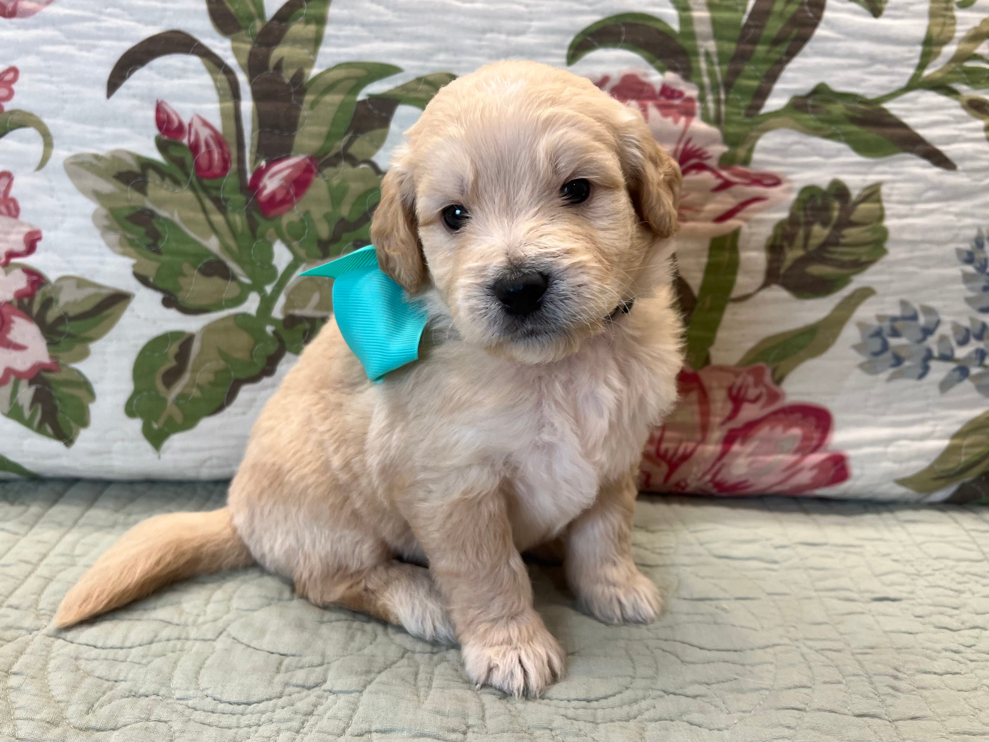 Tank – Goldendoodle puppy for sale in The Woodlands, TX