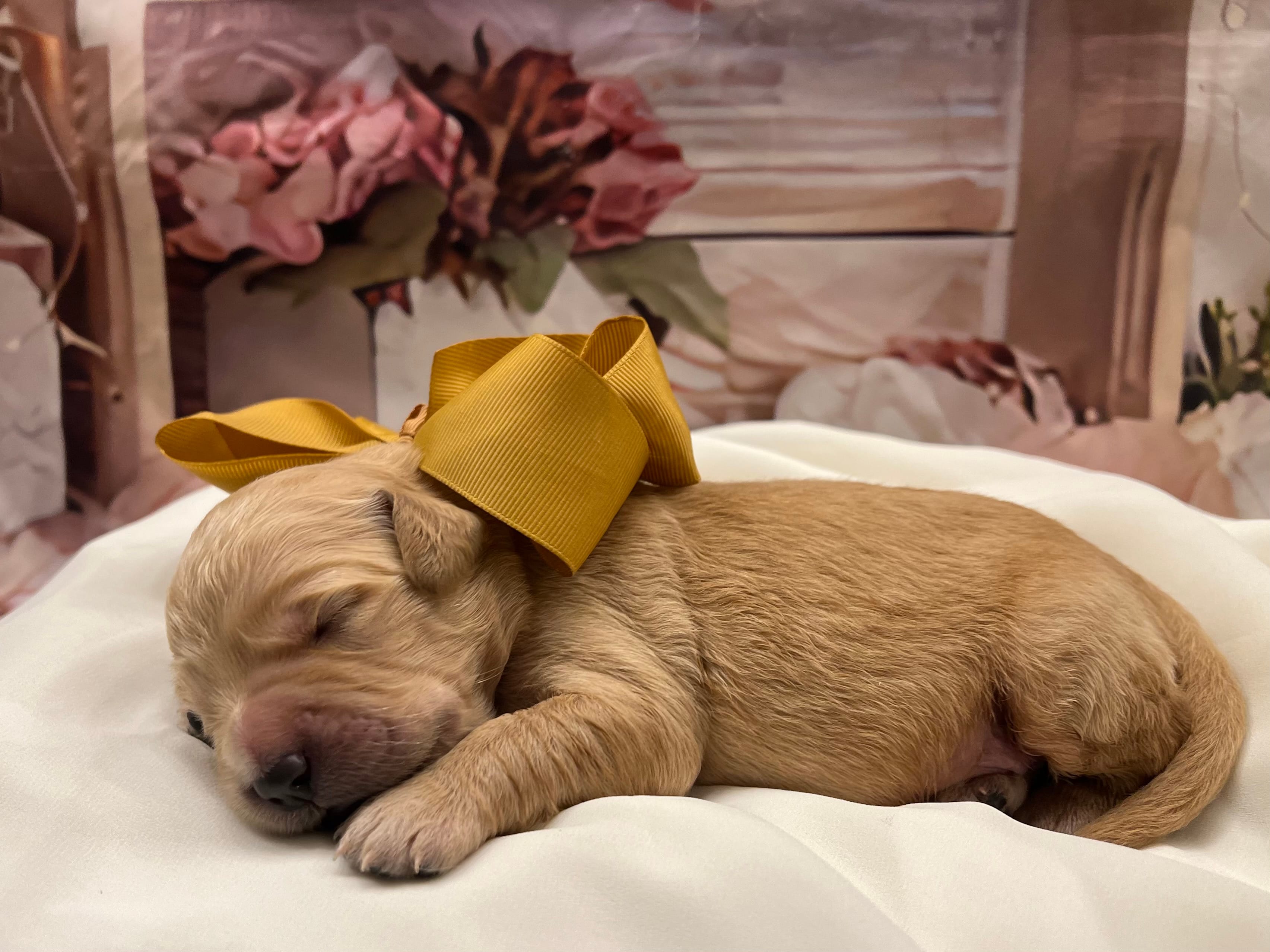 Gemma – Goldendoodle puppy for sale in The Woodlands, TX