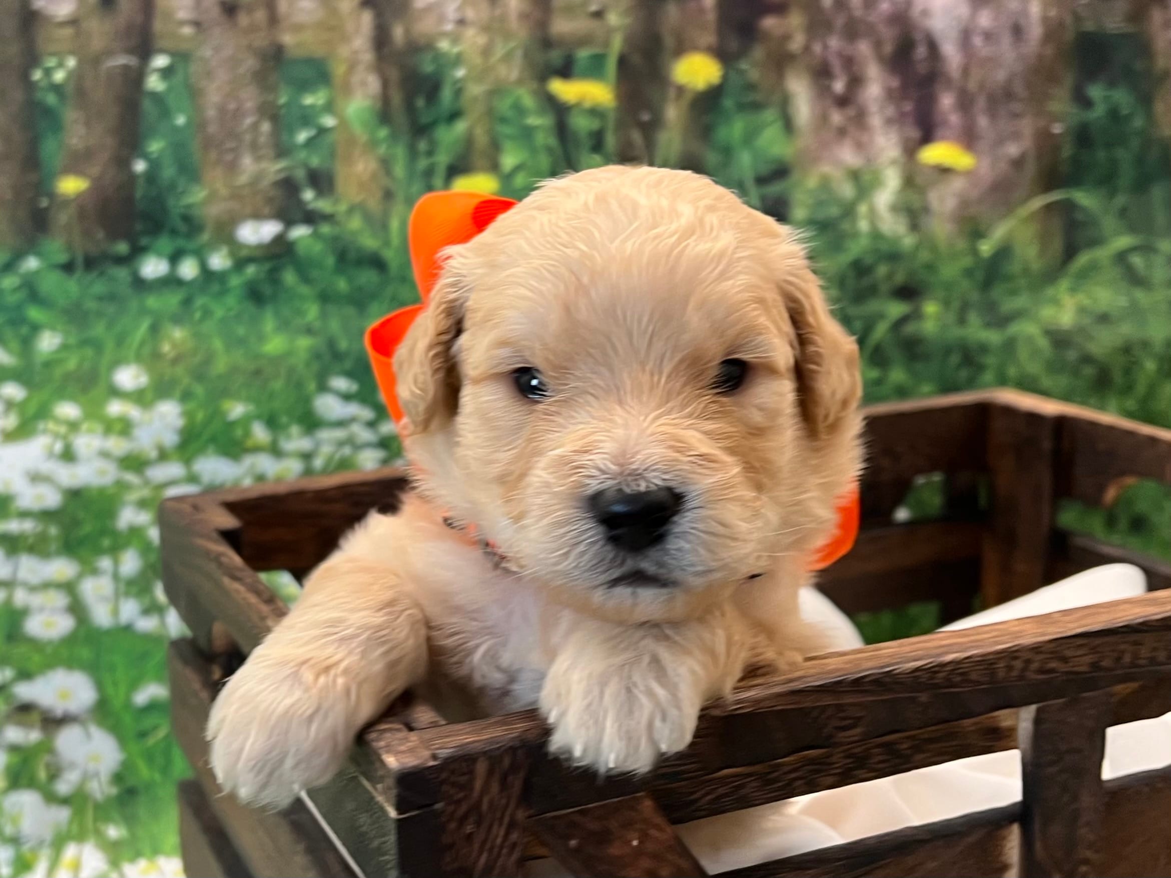 Oliver – Goldendoodle puppy for sale in The Woodlands, TX