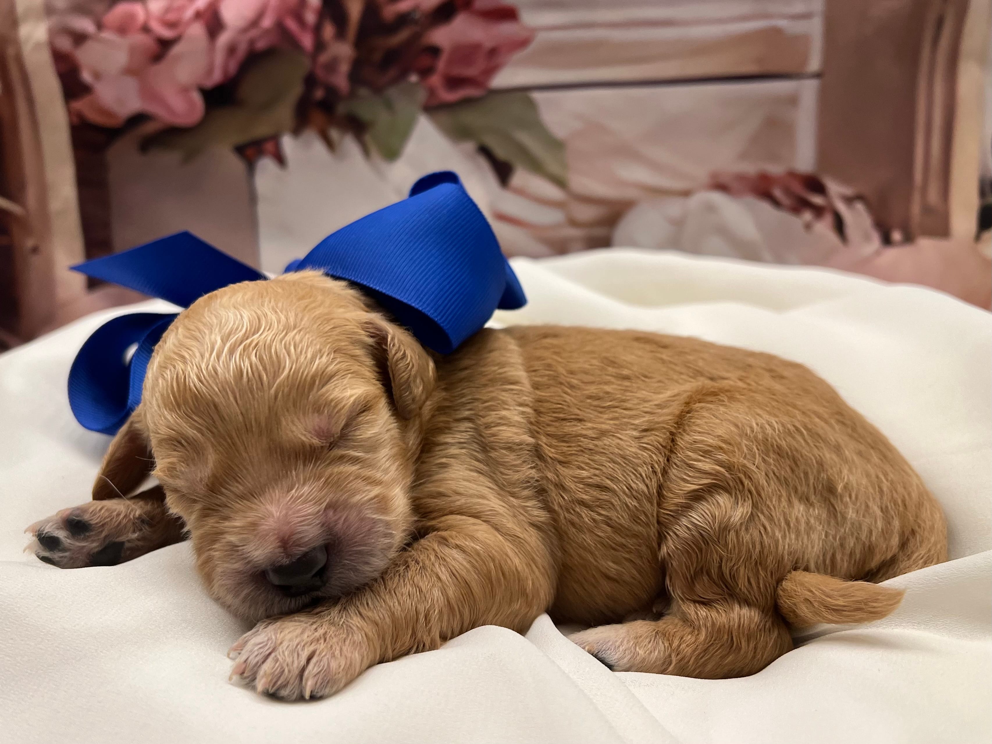 Biscuit F1 – Goldendoodle puppy for sale in The Woodlands, TX