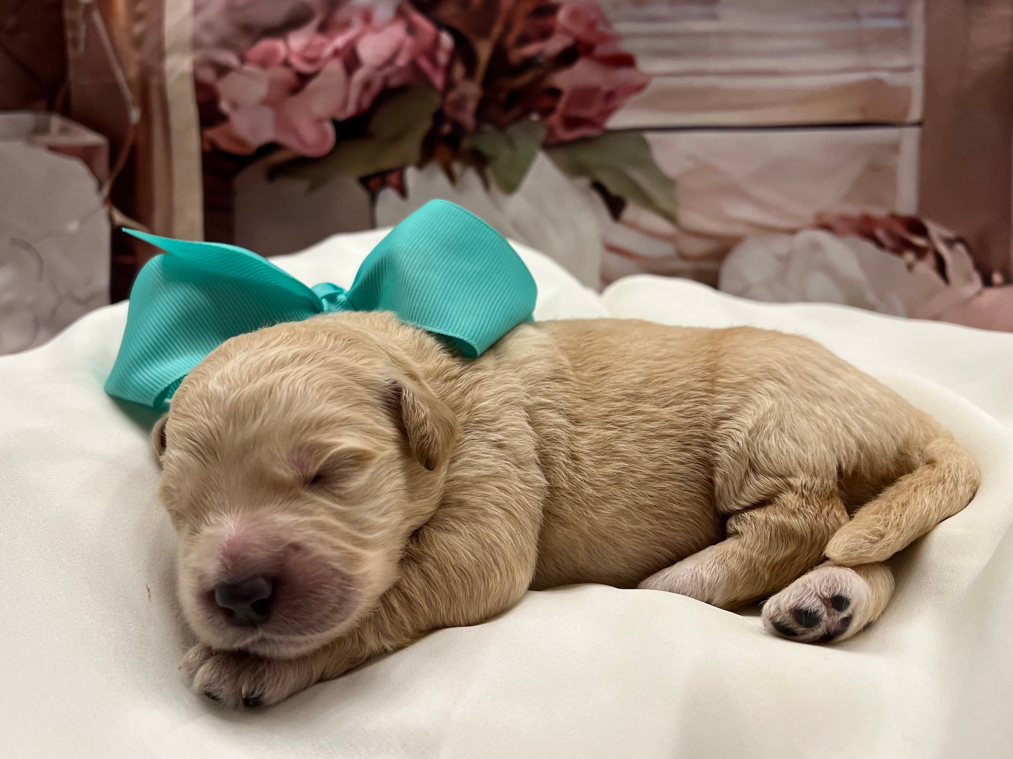 Tank – Goldendoodle puppy for sale in The Woodlands, TX