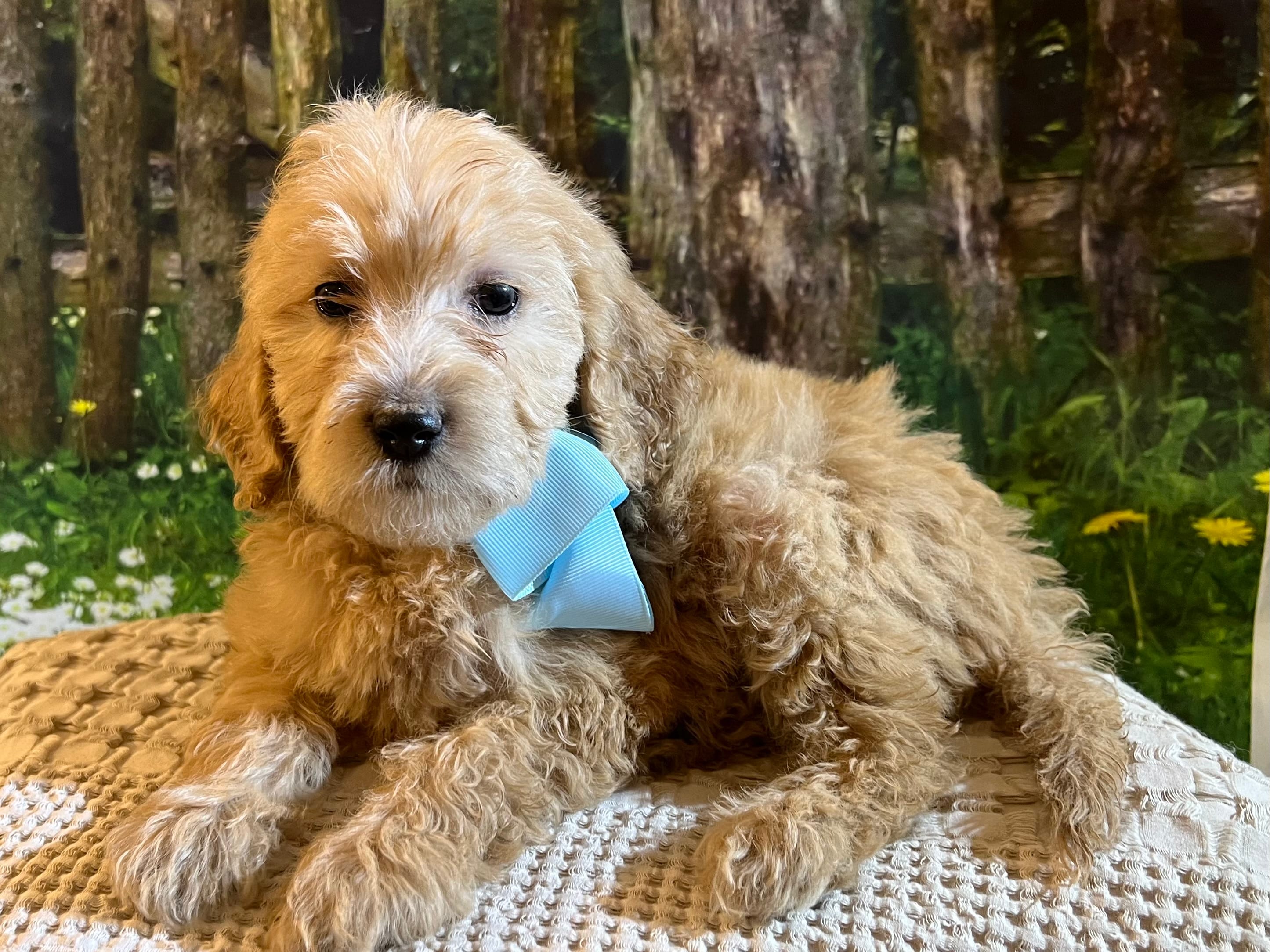 Anna - mini  – Goldendoodle, Miniature Goldendoodle puppy for sale in The Woodlands, TX