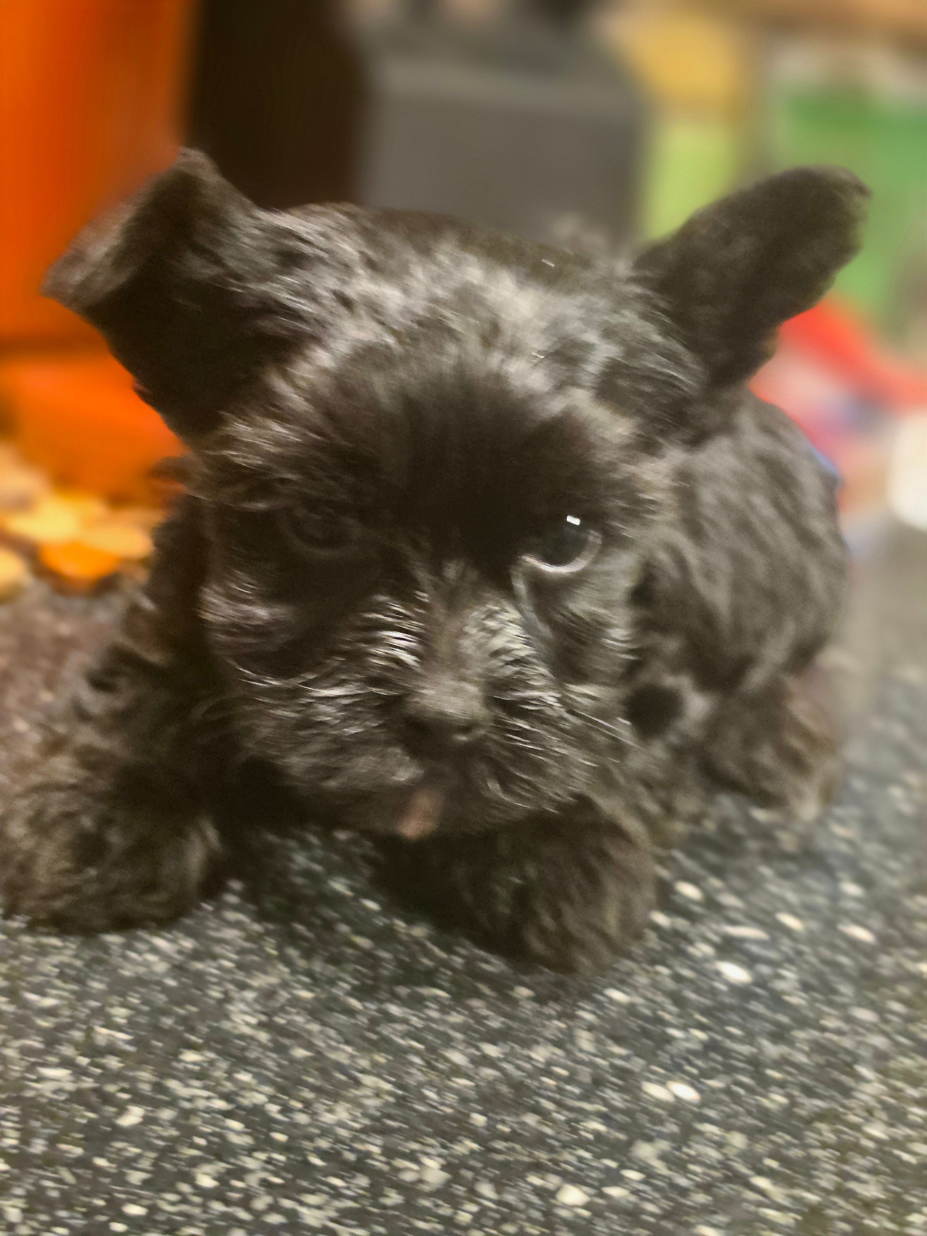 Bella KB black CKC – Yorkshire Terrier puppy for sale in West Enfield, ME