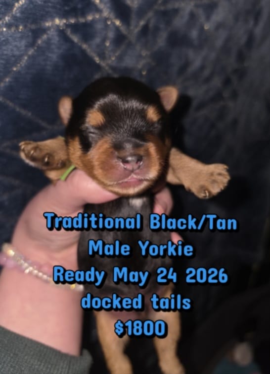 Yogi – Yorkshire Terrier puppy for sale in West Enfield, ME