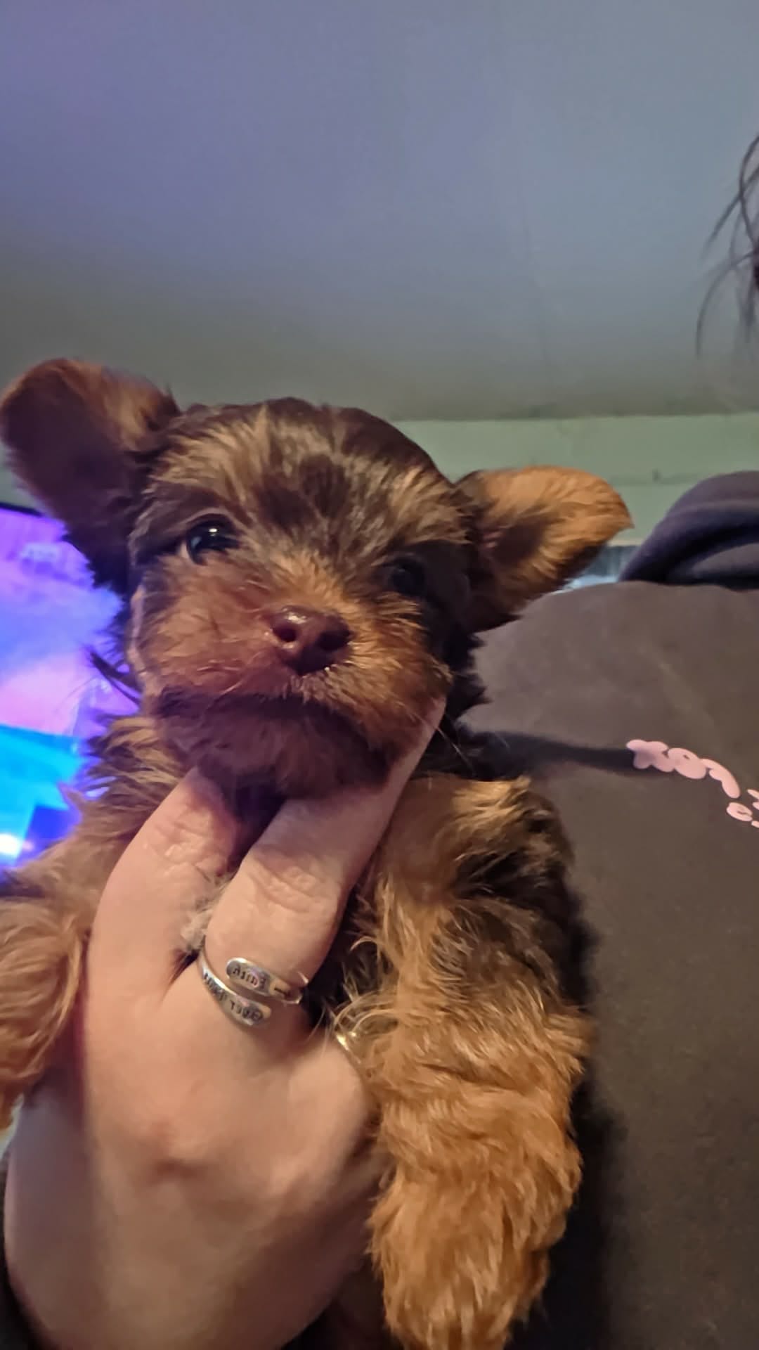 Reese  – Yorkshire Terrier puppy for sale in West Enfield, ME