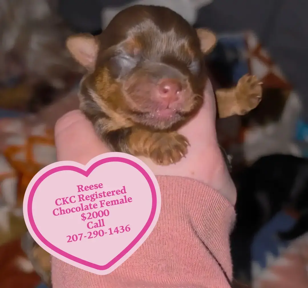 Reese CKC – Yorkshire Terrier puppy for sale in West Enfield, ME