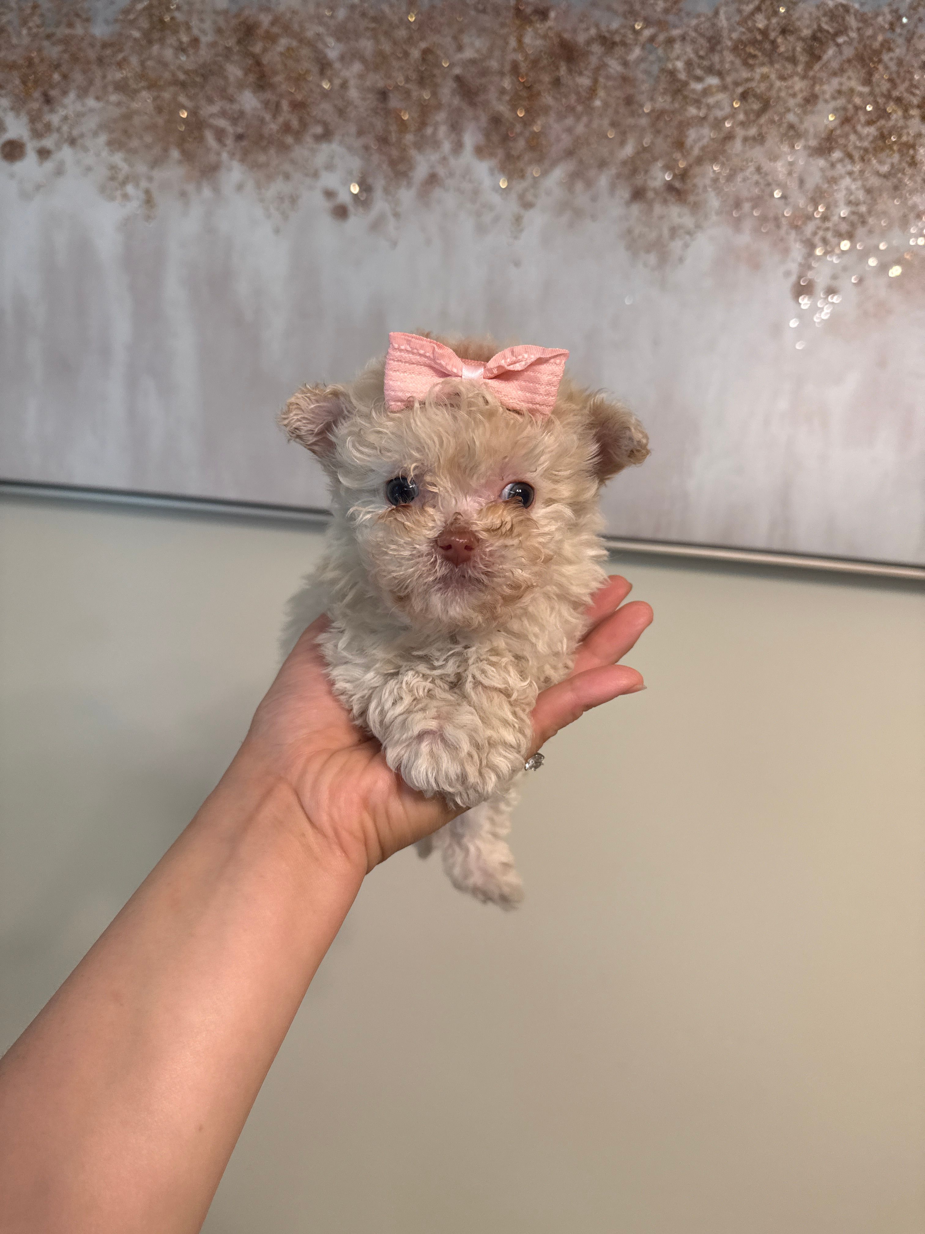 Tcup cody – Poodle - Toy  puppy for sale in Atlanta, GA