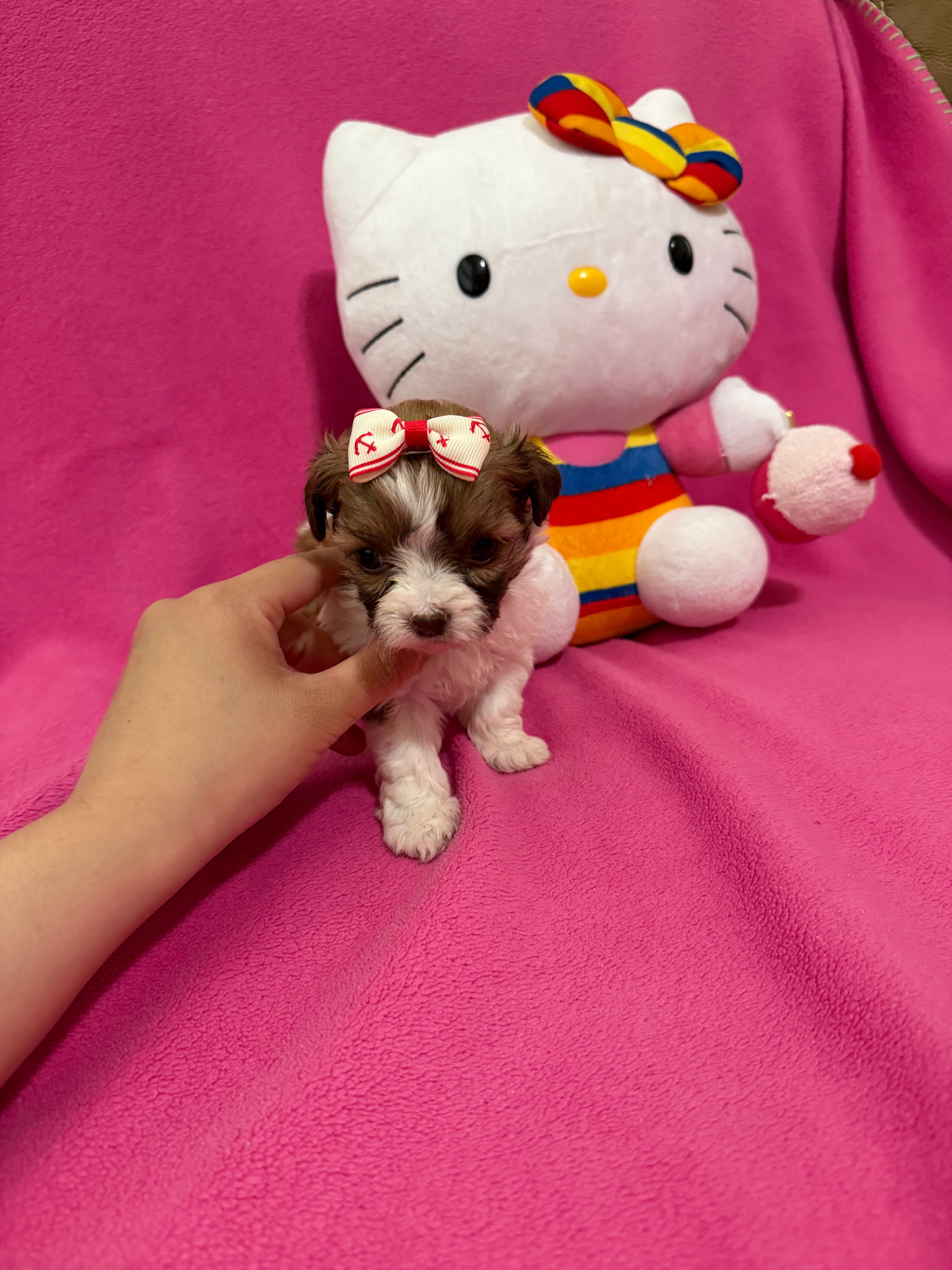 Tcup boy 2 – Maltipoo puppy for sale in Atlanta, GA