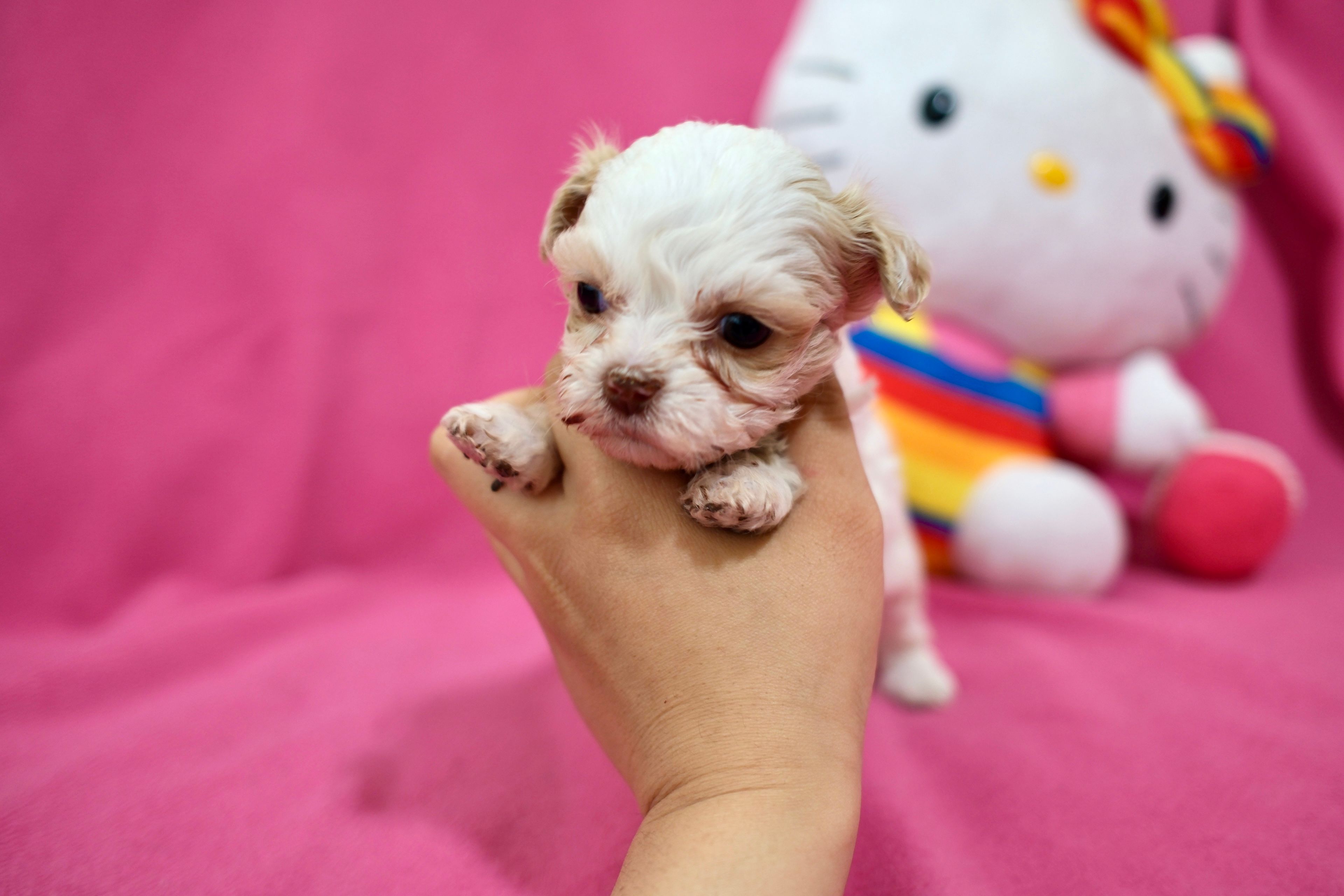 Tcup Girl 1 – Maltipoo puppy for sale in Atlanta, GA