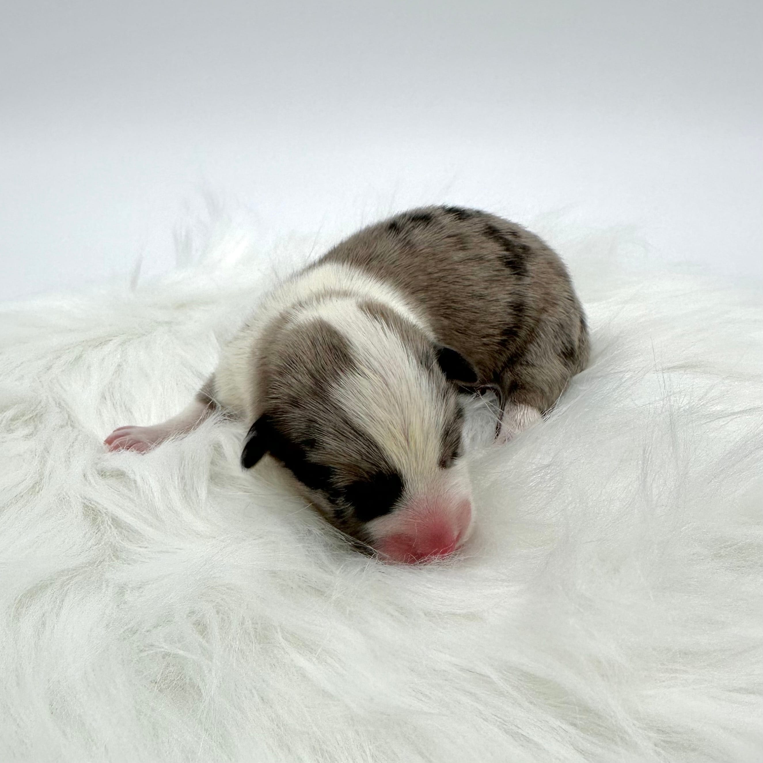 Rain – Cardigan Welsh Corgi, Pembroke Welsh Corgi puppy for sale in Waskom, TX