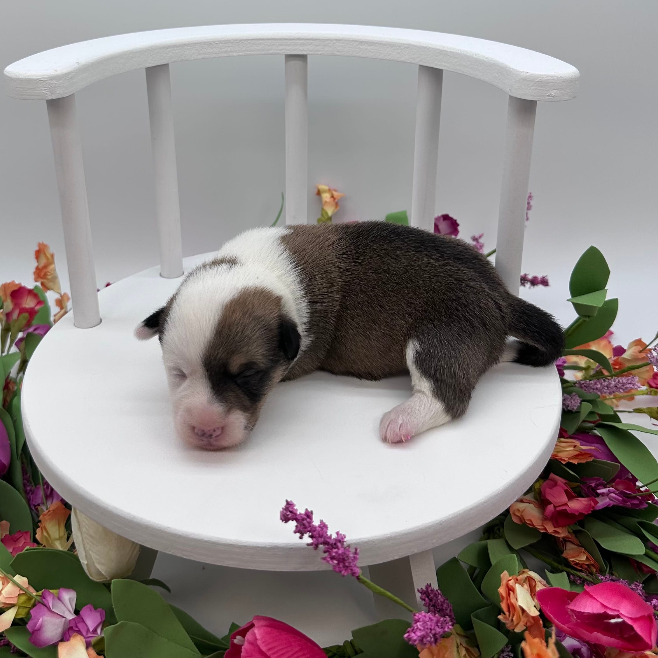 Meadow – Cardigan Welsh Corgi, Pembroke Welsh Corgi puppy for sale in Waskom, TX