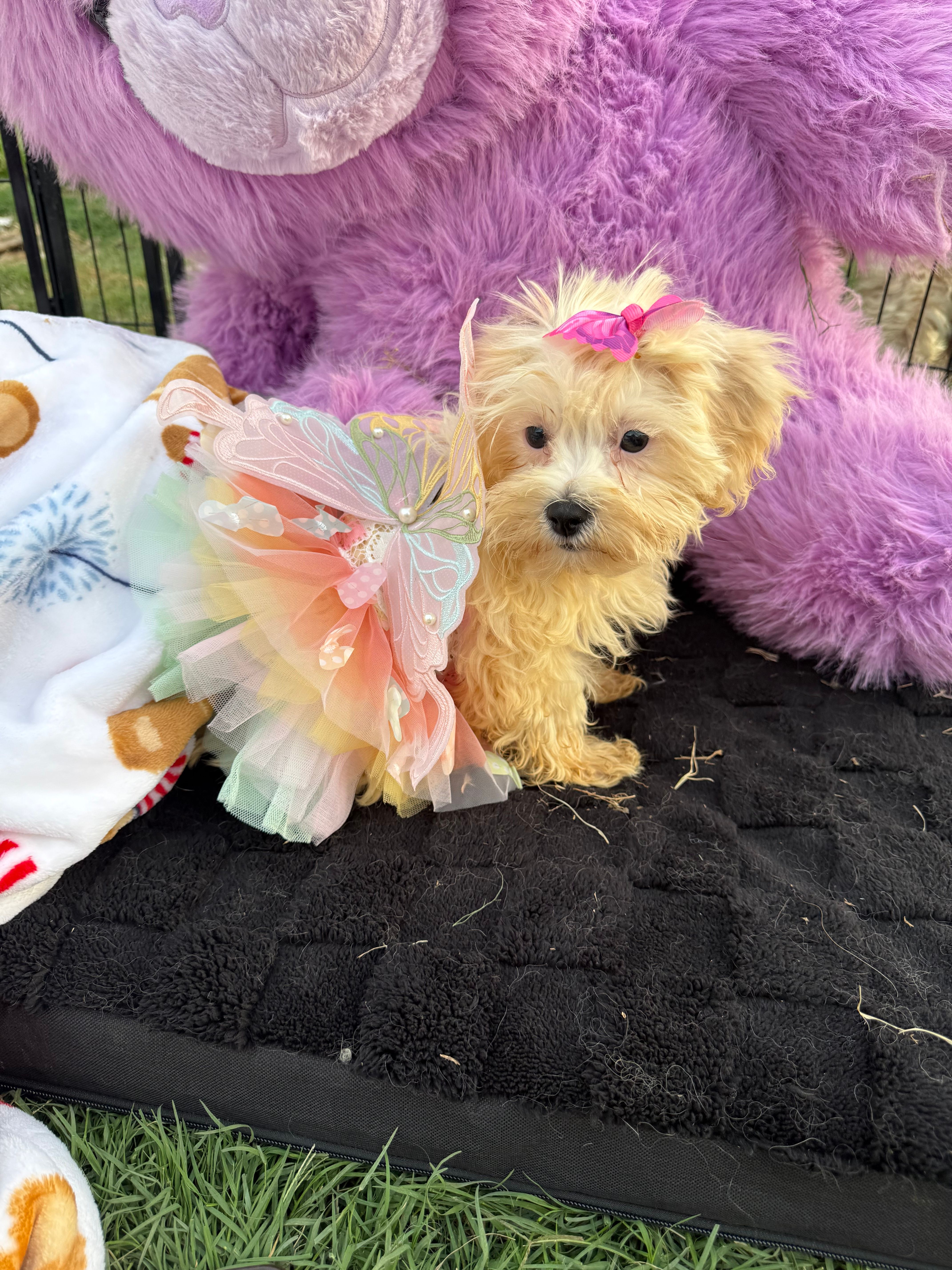 Willow – Bichon Frise, Shih Tzu puppy for sale in Fayetteville, NC