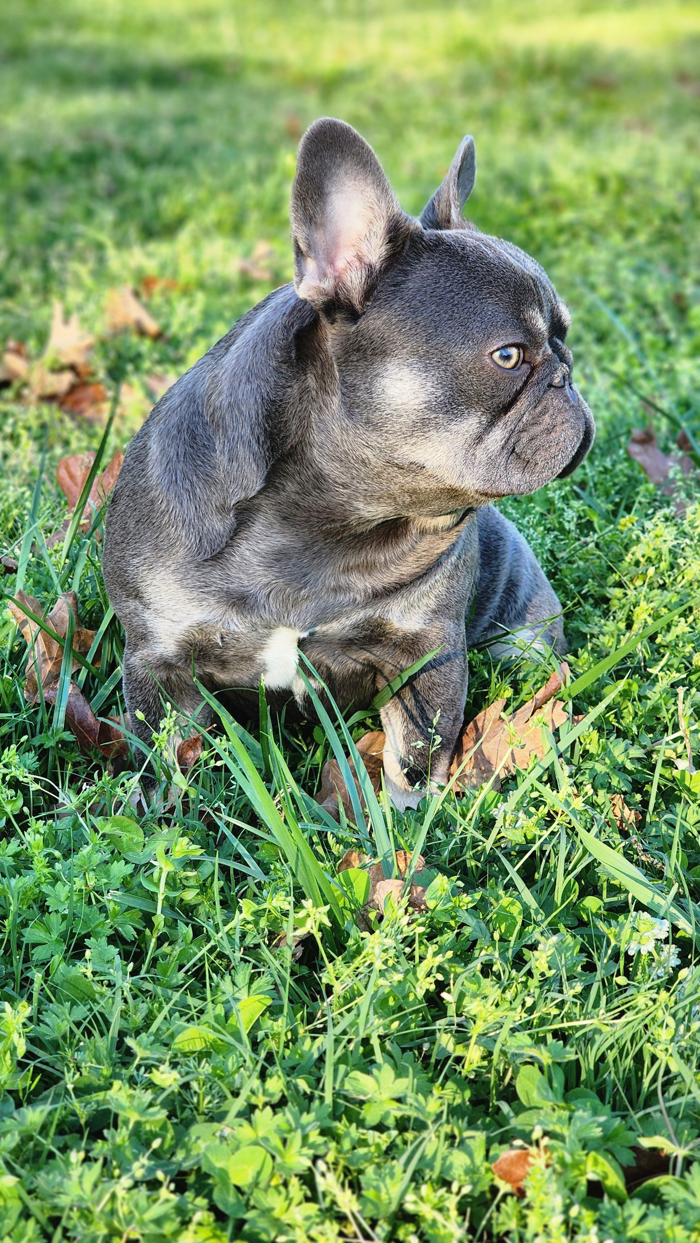 Gorgeous Booger, a female French Bulldog for sale in Tulsa, OK – Photo 2 of 7