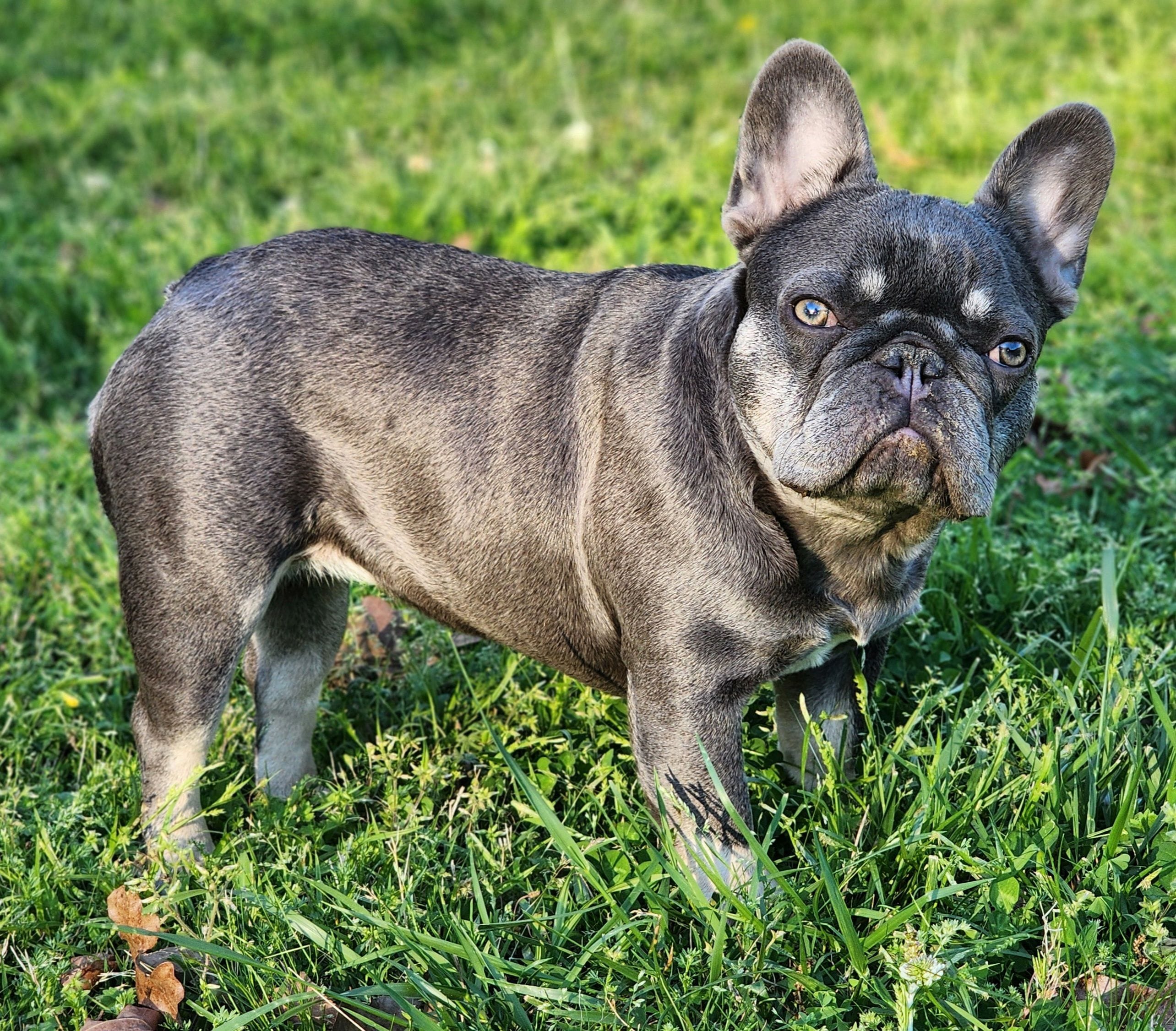 Gorgeous Booger, a female French Bulldog for sale in Tulsa, OK – Photo 3 of 7