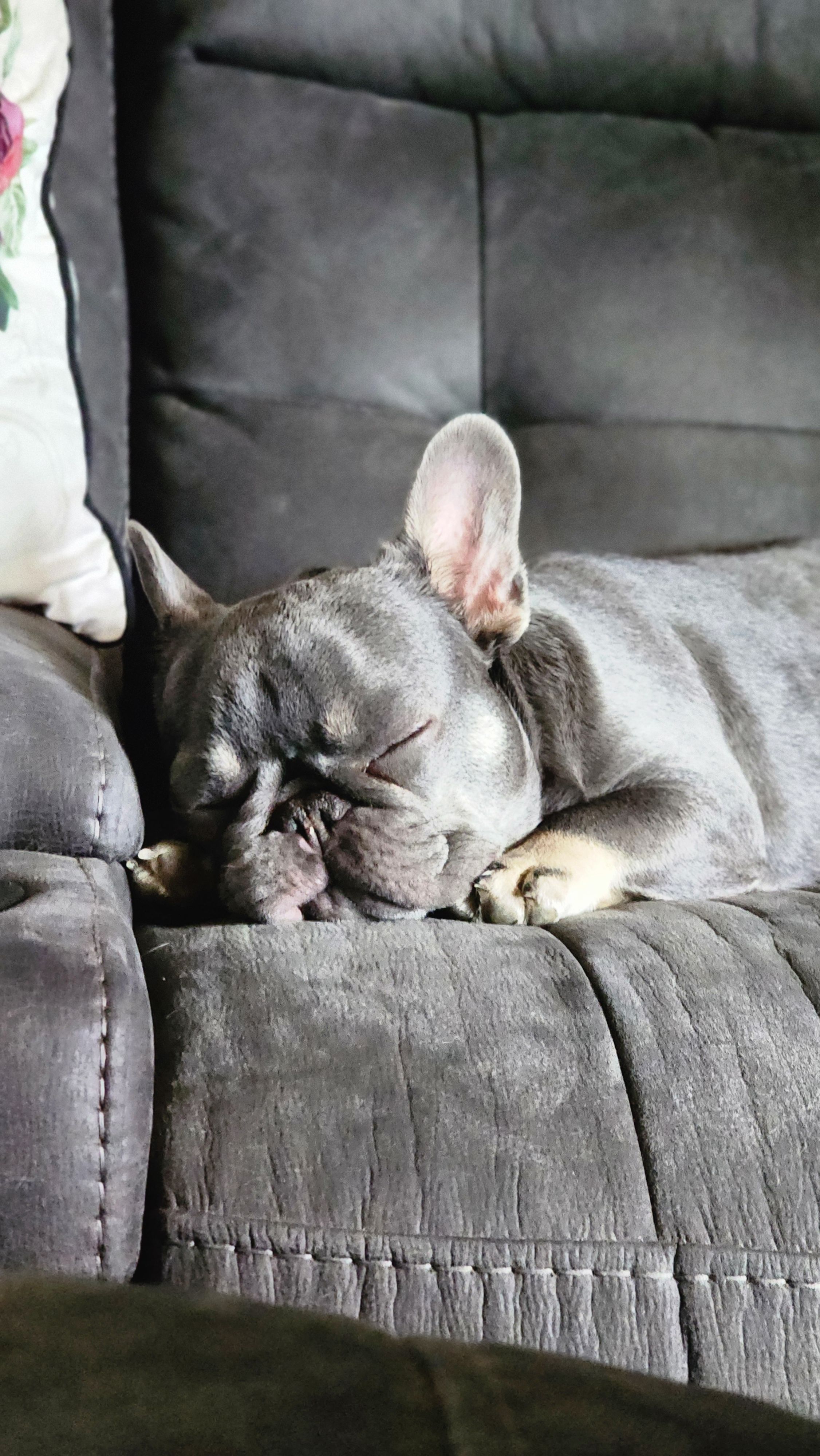 Gorgeous Booger, a female French Bulldog for sale in Tulsa, OK – Photo 4 of 7