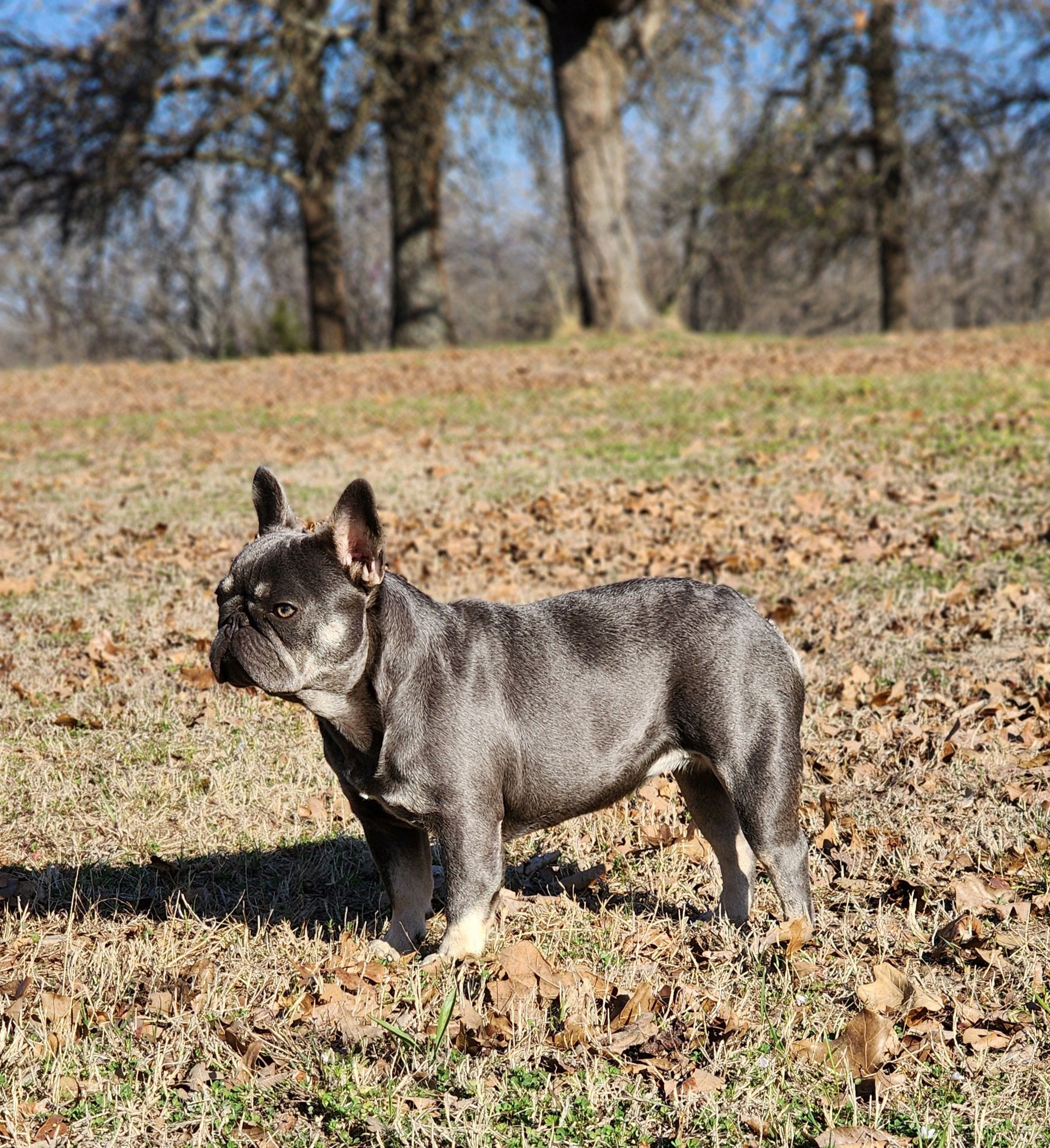Lilac & Tan, a female French Bulldog for sale in Tulsa, OK – Photo 2 of 6