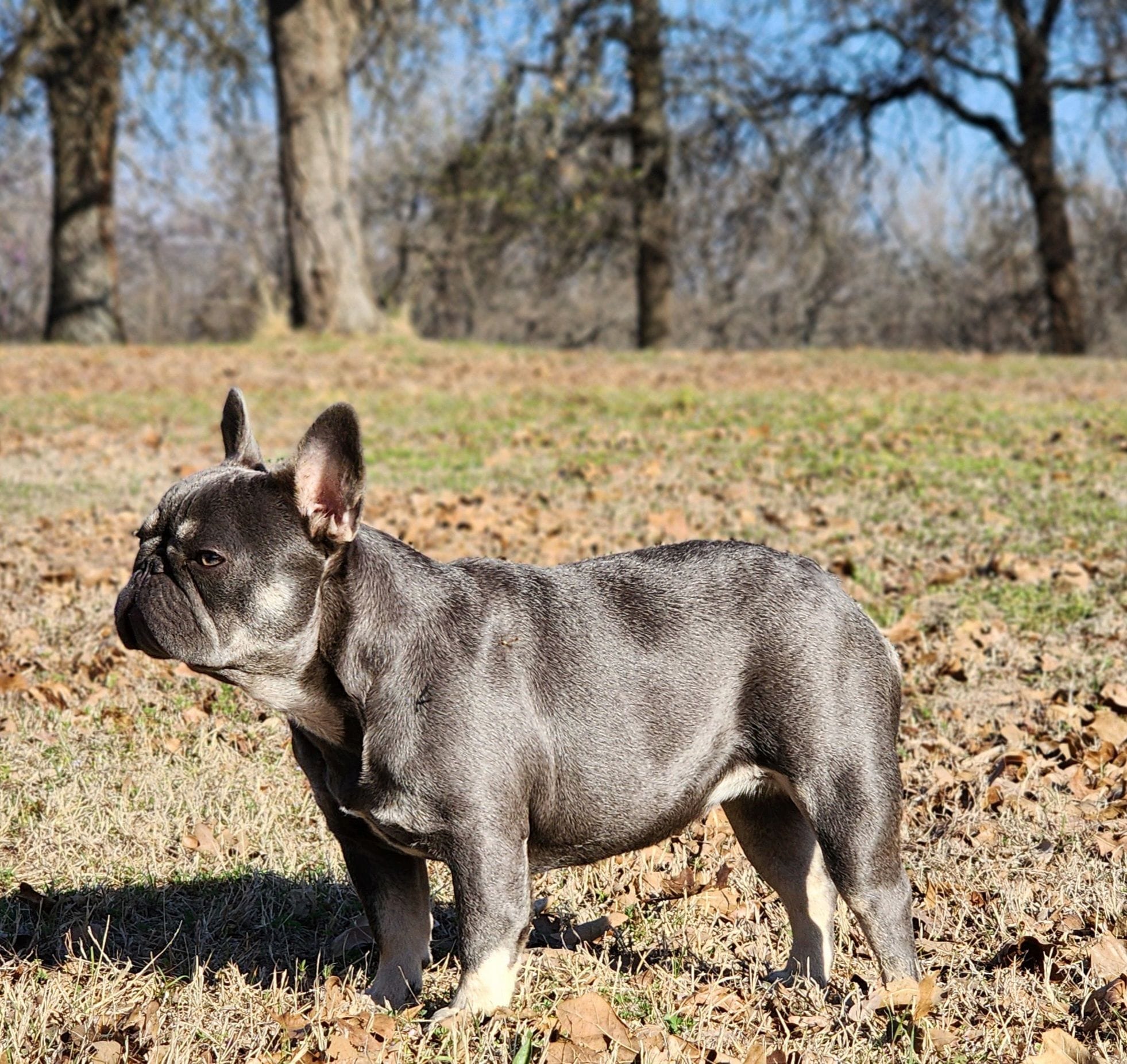 Lilac & Tan, a female French Bulldog for sale in Tulsa, OK – Photo 3 of 6