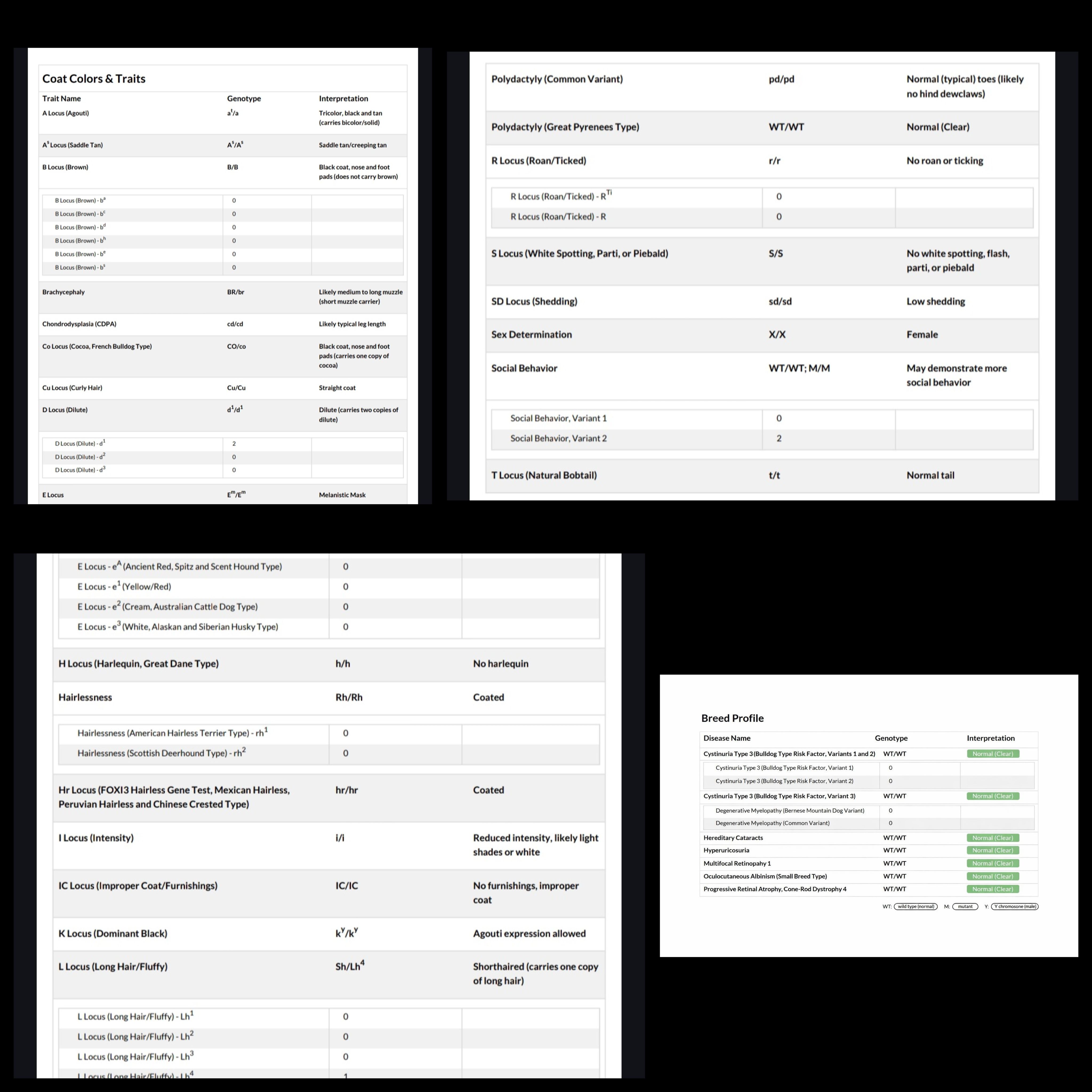 Adult female, a female French Bulldog for sale in Tulsa, OK – Photo 8 of 9