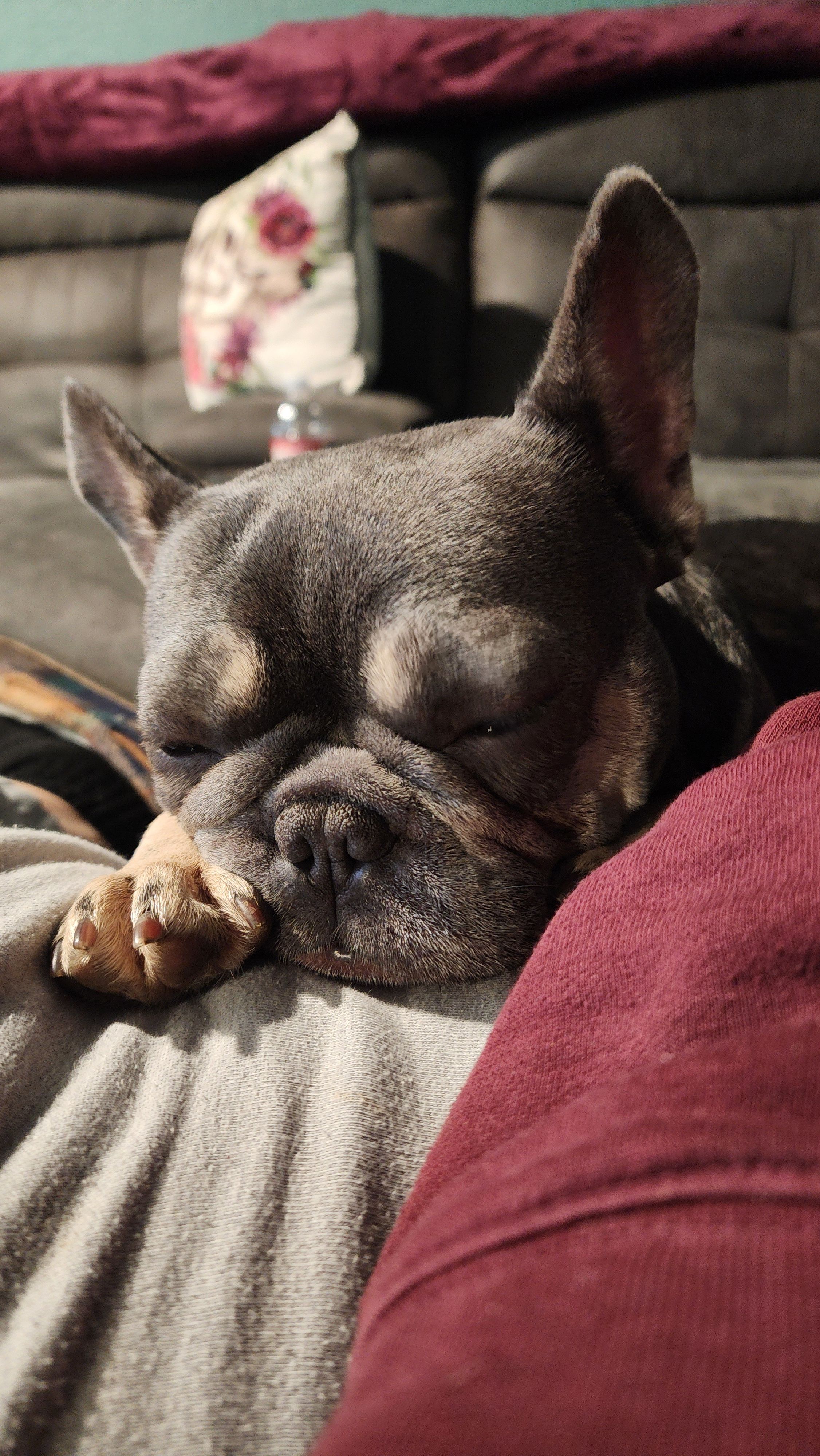 Adult female, a female French Bulldog for sale in Tulsa, OK – Photo 7 of 9