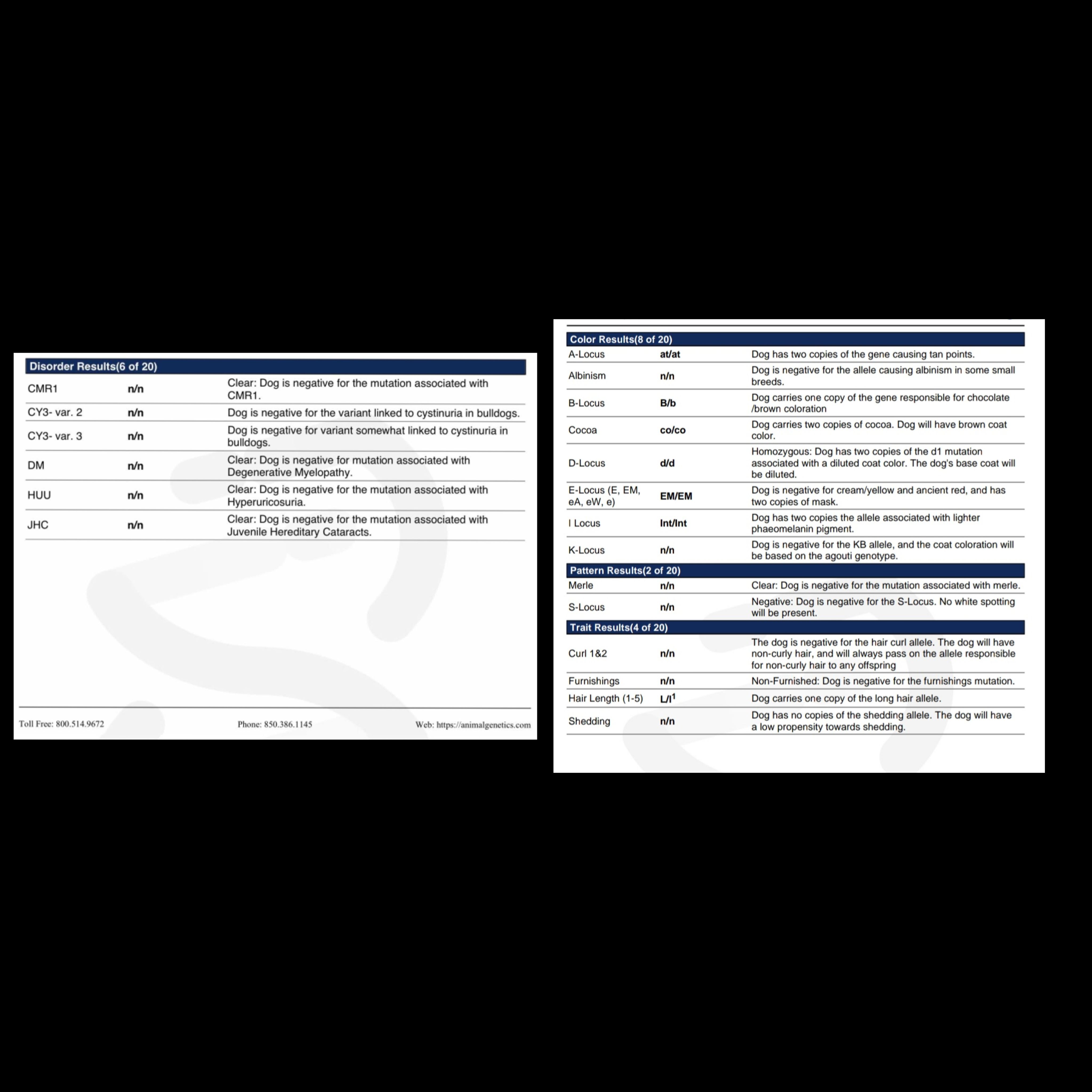 Lilac & Tan, a female French Bulldog for sale in Tulsa, OK – Photo 5 of 6