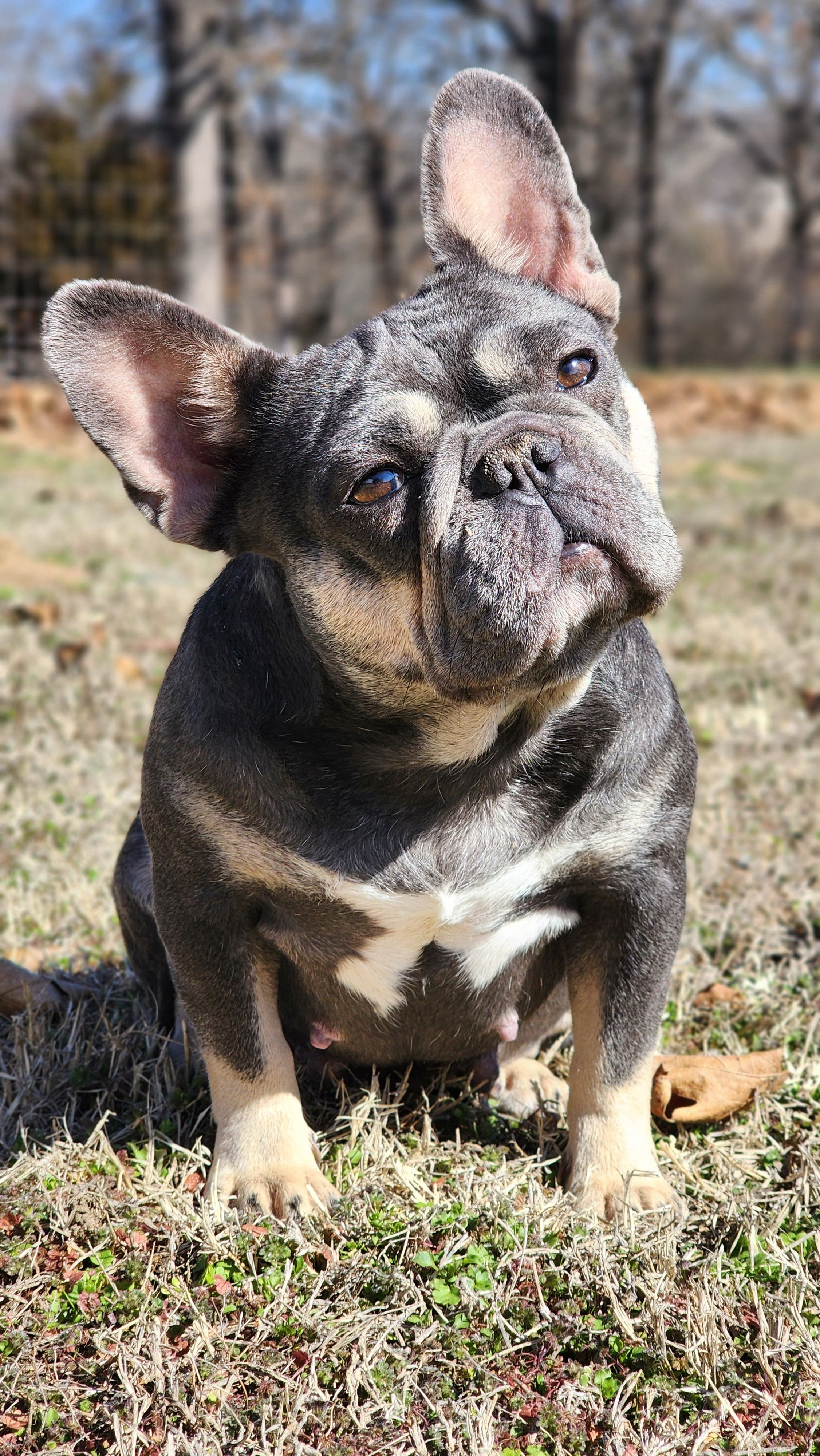 Adult female, a female French Bulldog for sale in Tulsa, OK – Photo 2 of 9