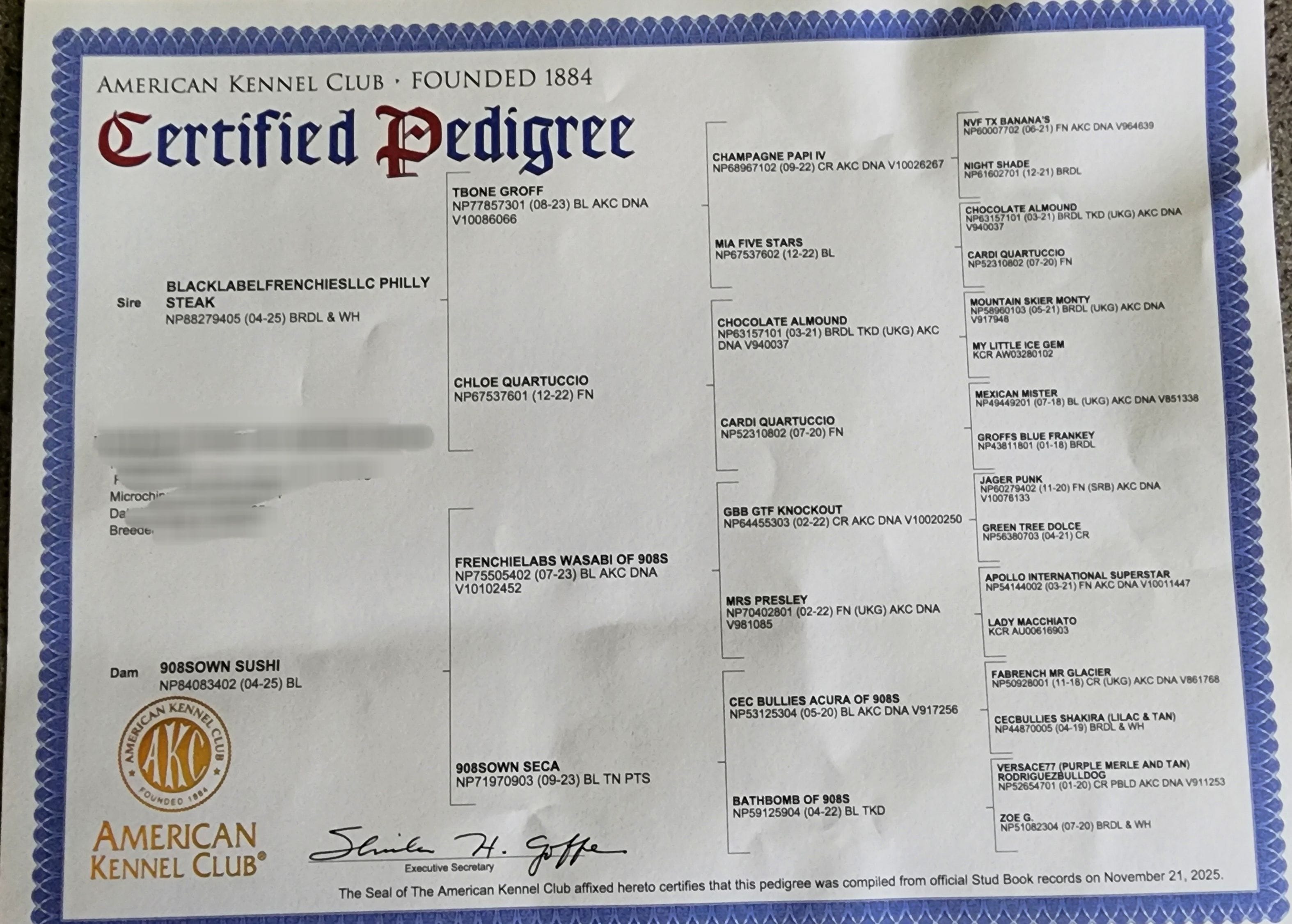 Gorgeous Booger, a female French Bulldog for sale in Tulsa, OK – Photo 7 of 7